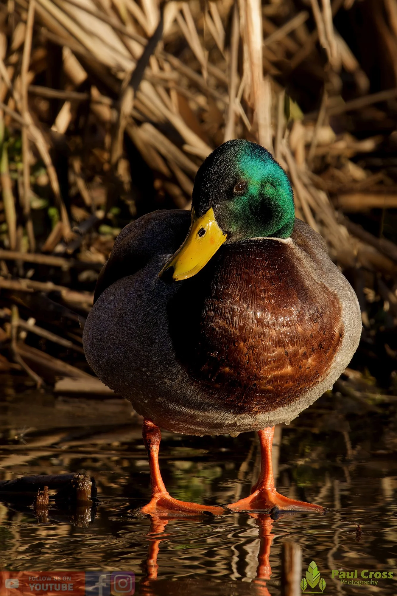 Mallard Duck-01201.jpg