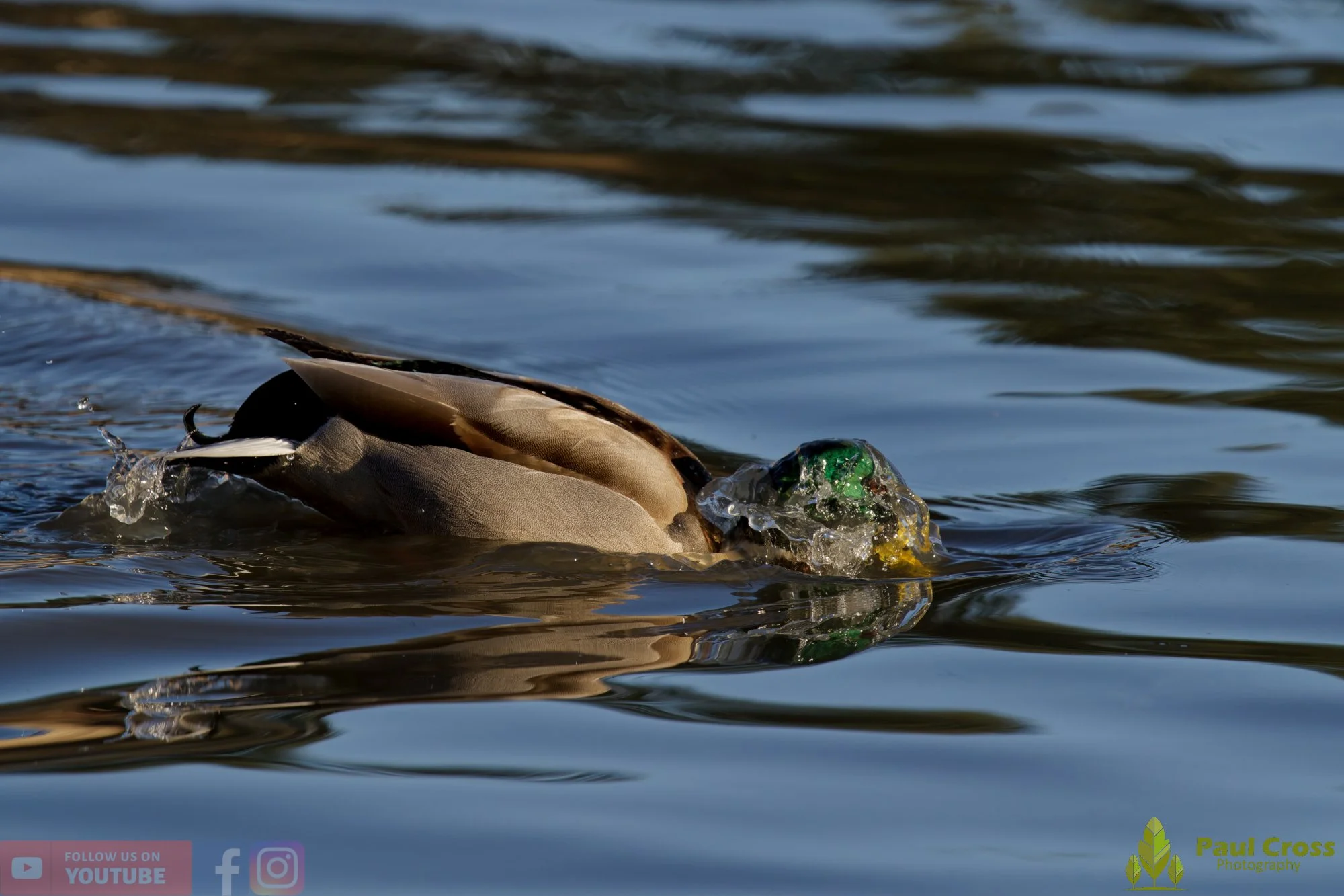 Mallard Duck-01202.jpg