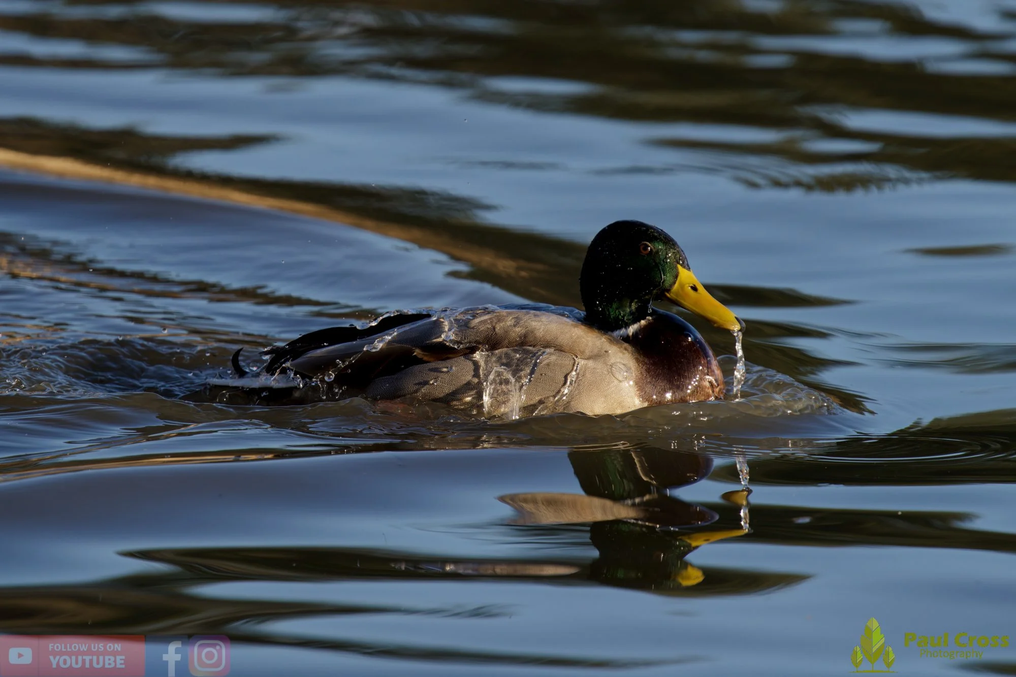 Mallard Duck-01204.jpg