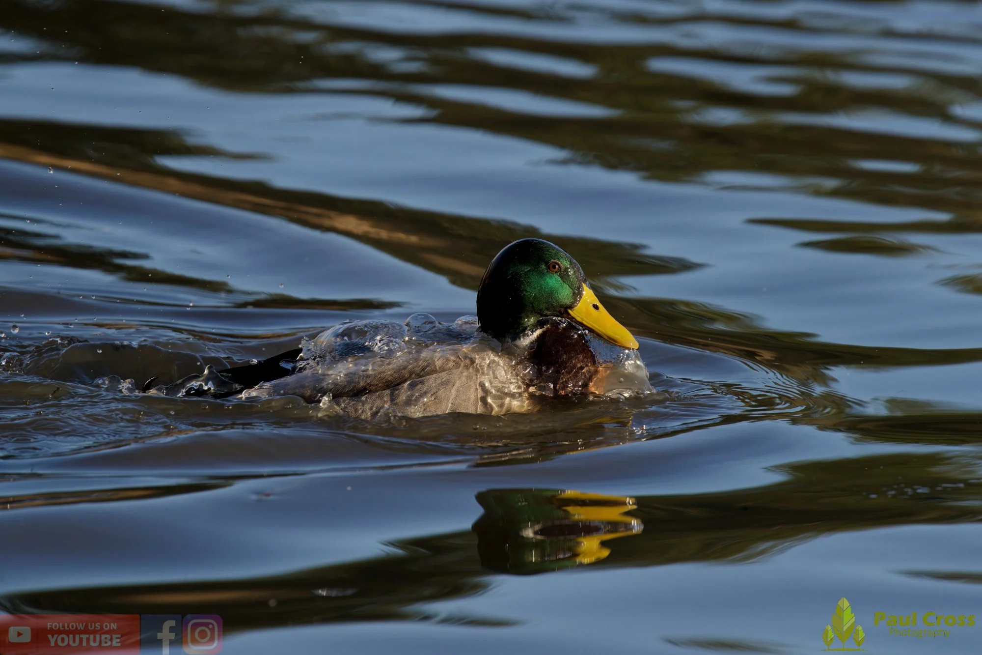 Mallard Duck-01206.jpg