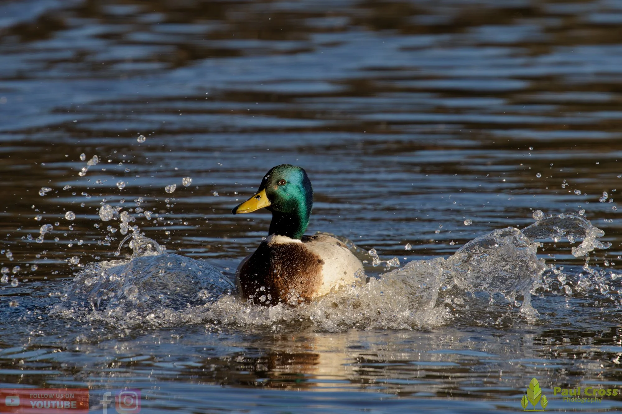 Mallard Duck-01209.jpg
