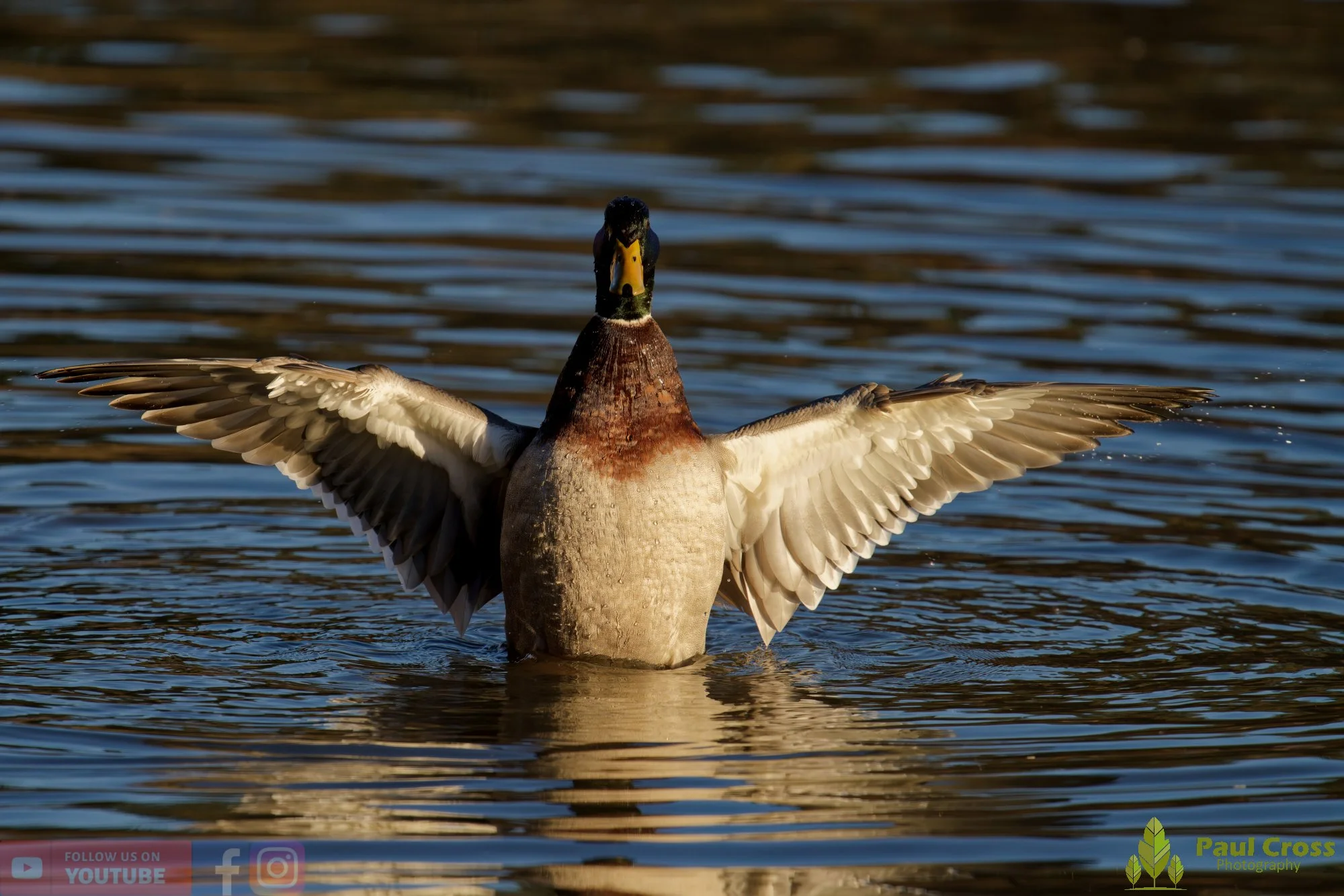 Mallard Duck-01210.jpg