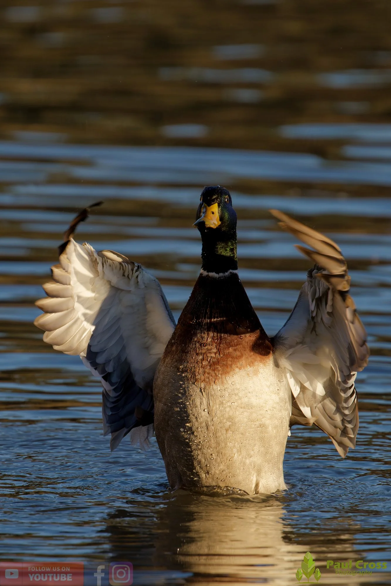 Mallard Duck-01211.jpg