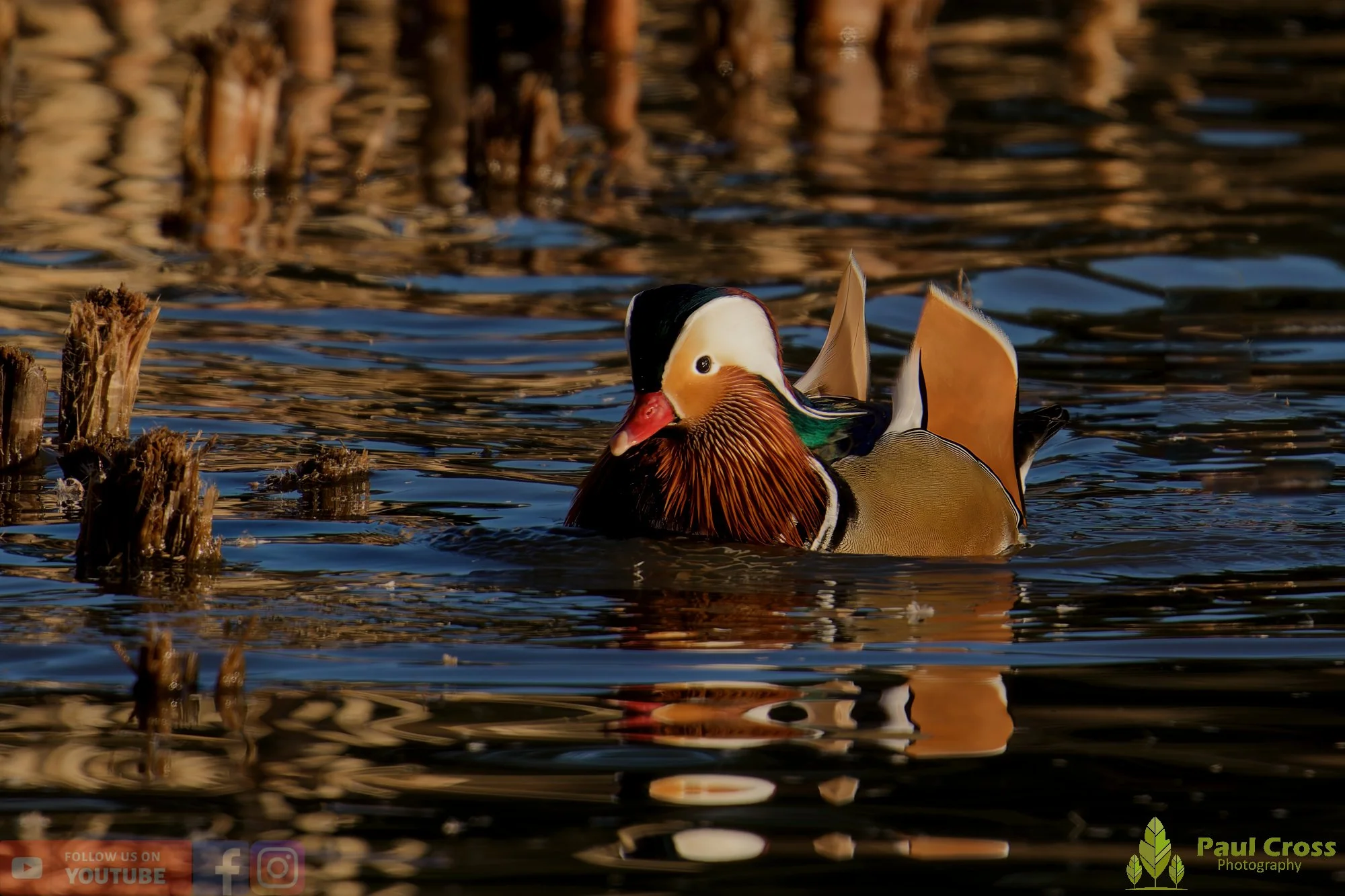Mandarin Duck-00148.jpg