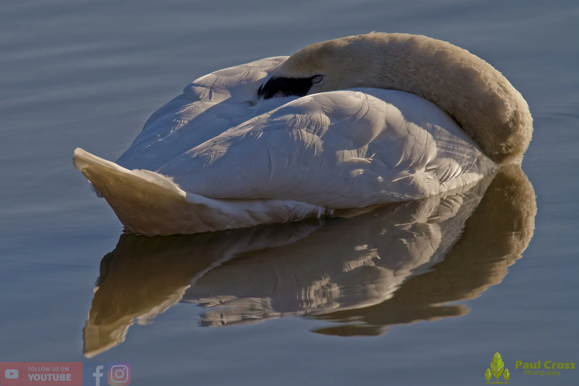 Mute Swan-00273.jpg