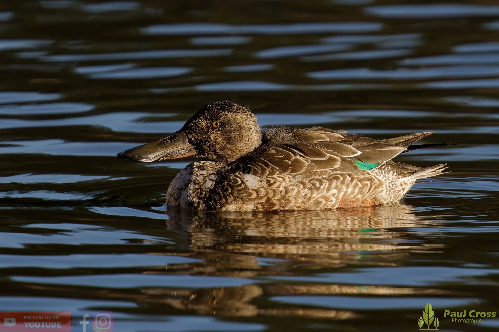 Northern Shoveler-00153.jpg