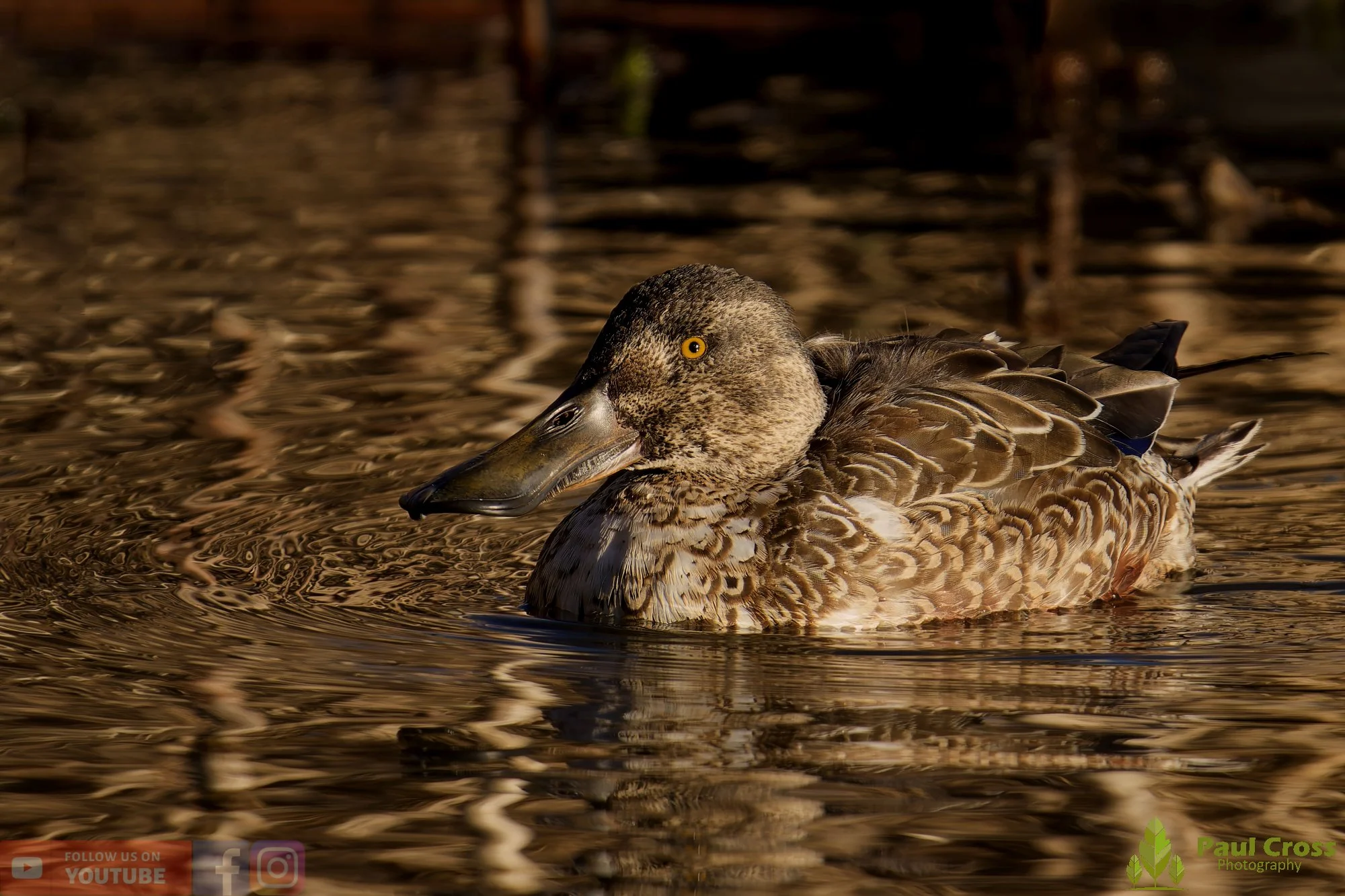 Northern Shoveler-00155.jpg