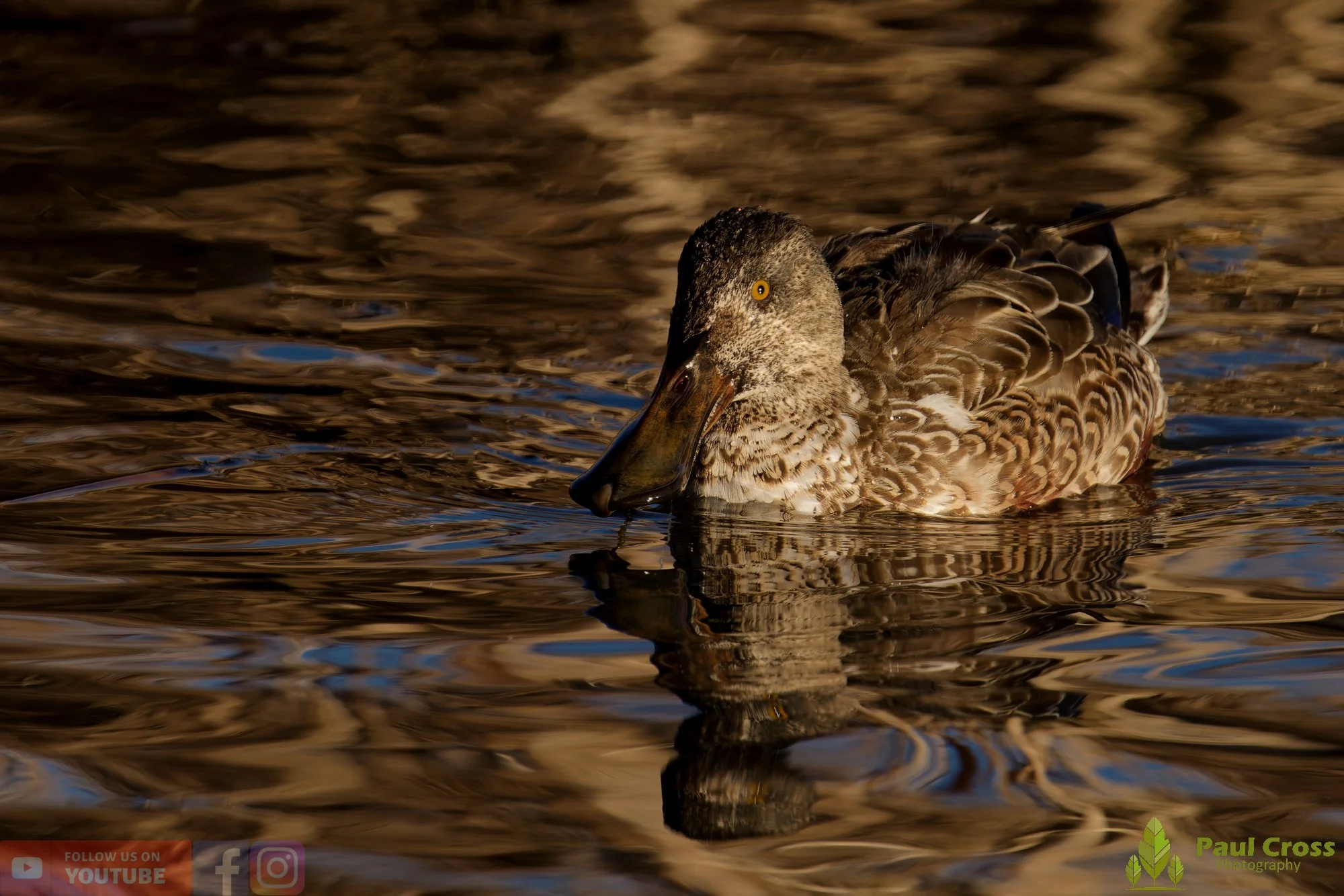 Northern Shoveler-00160.jpg