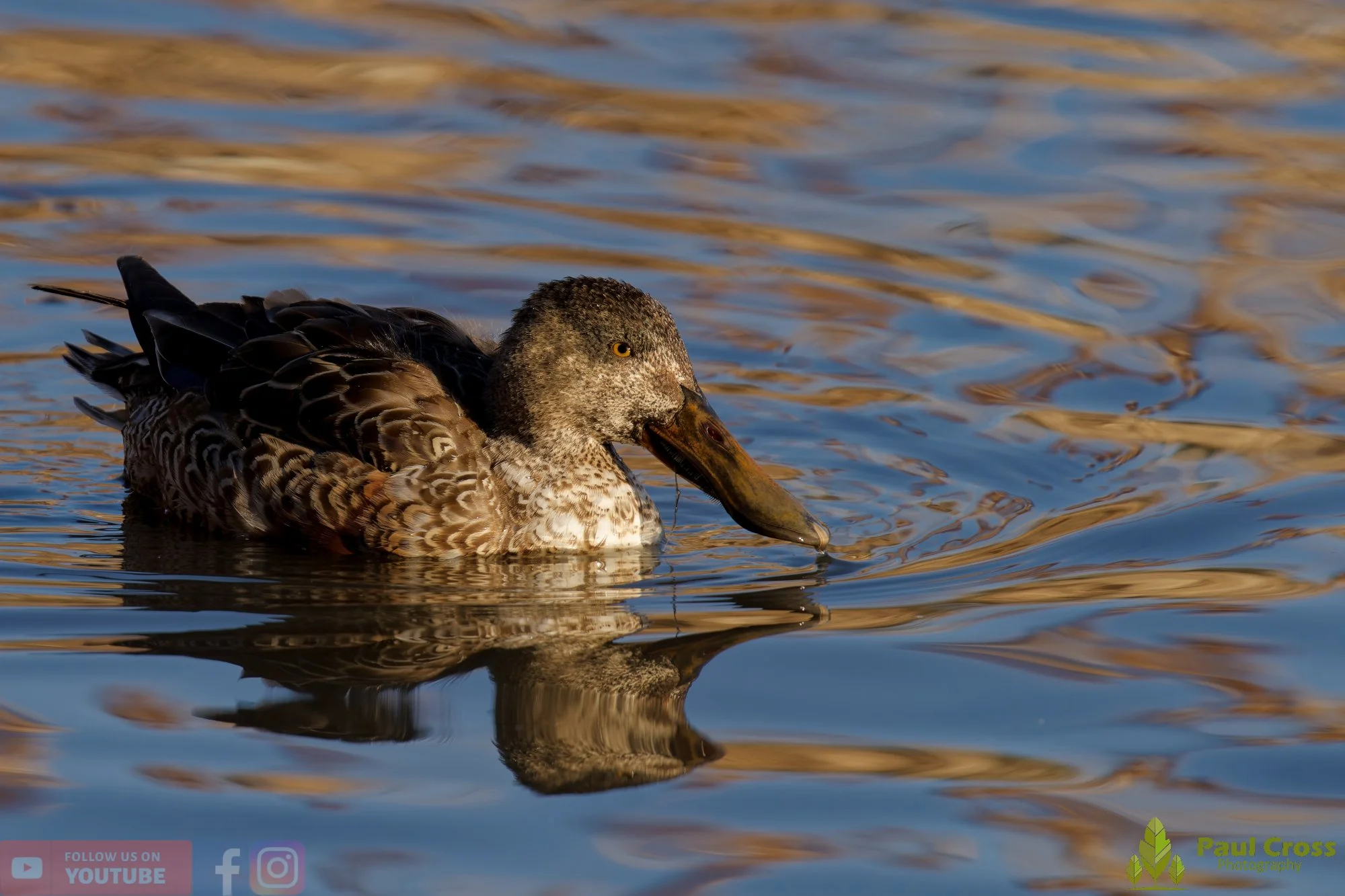 Northern Shoveler-00161.jpg