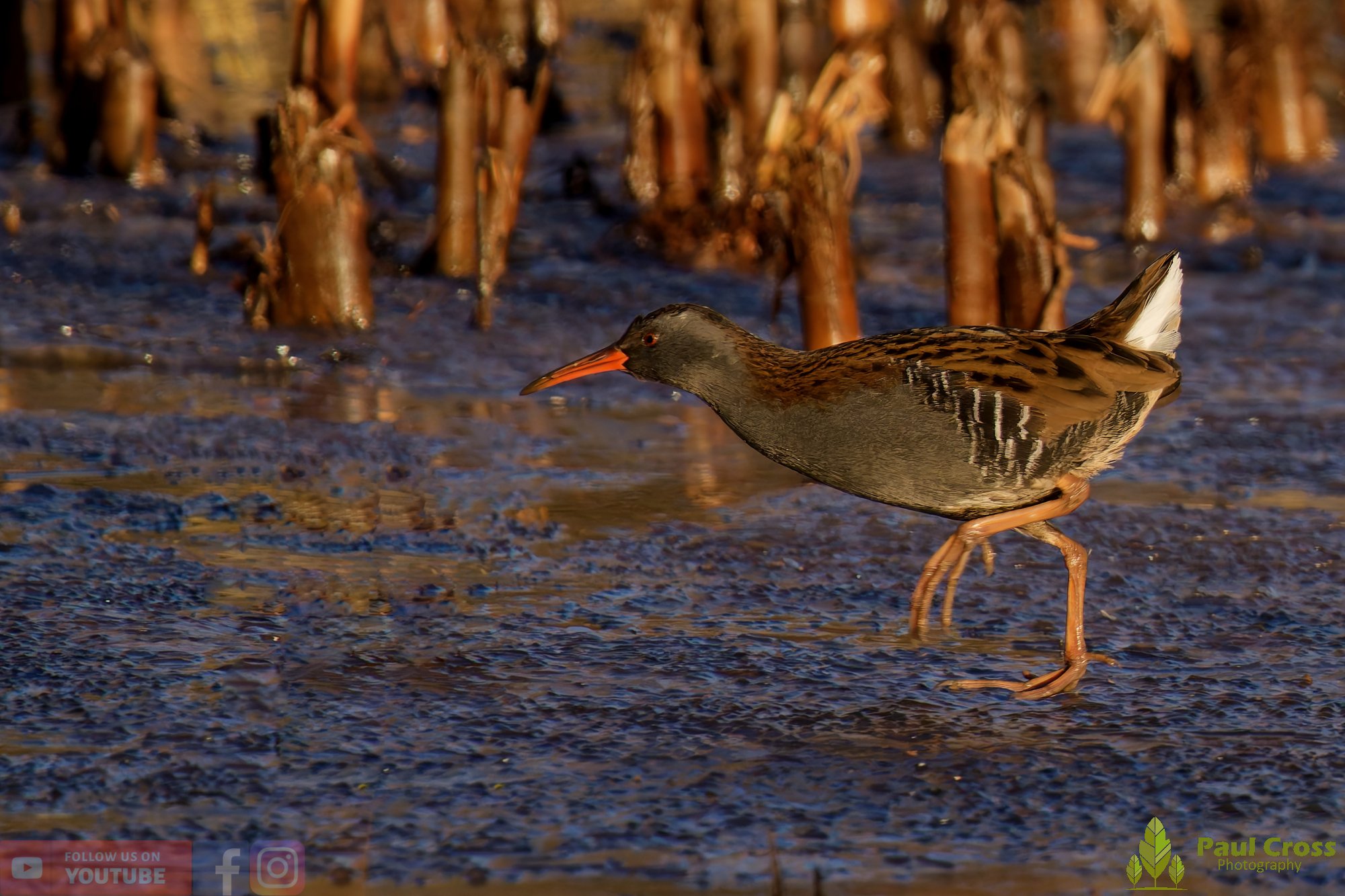 Water Rail-00015.jpg