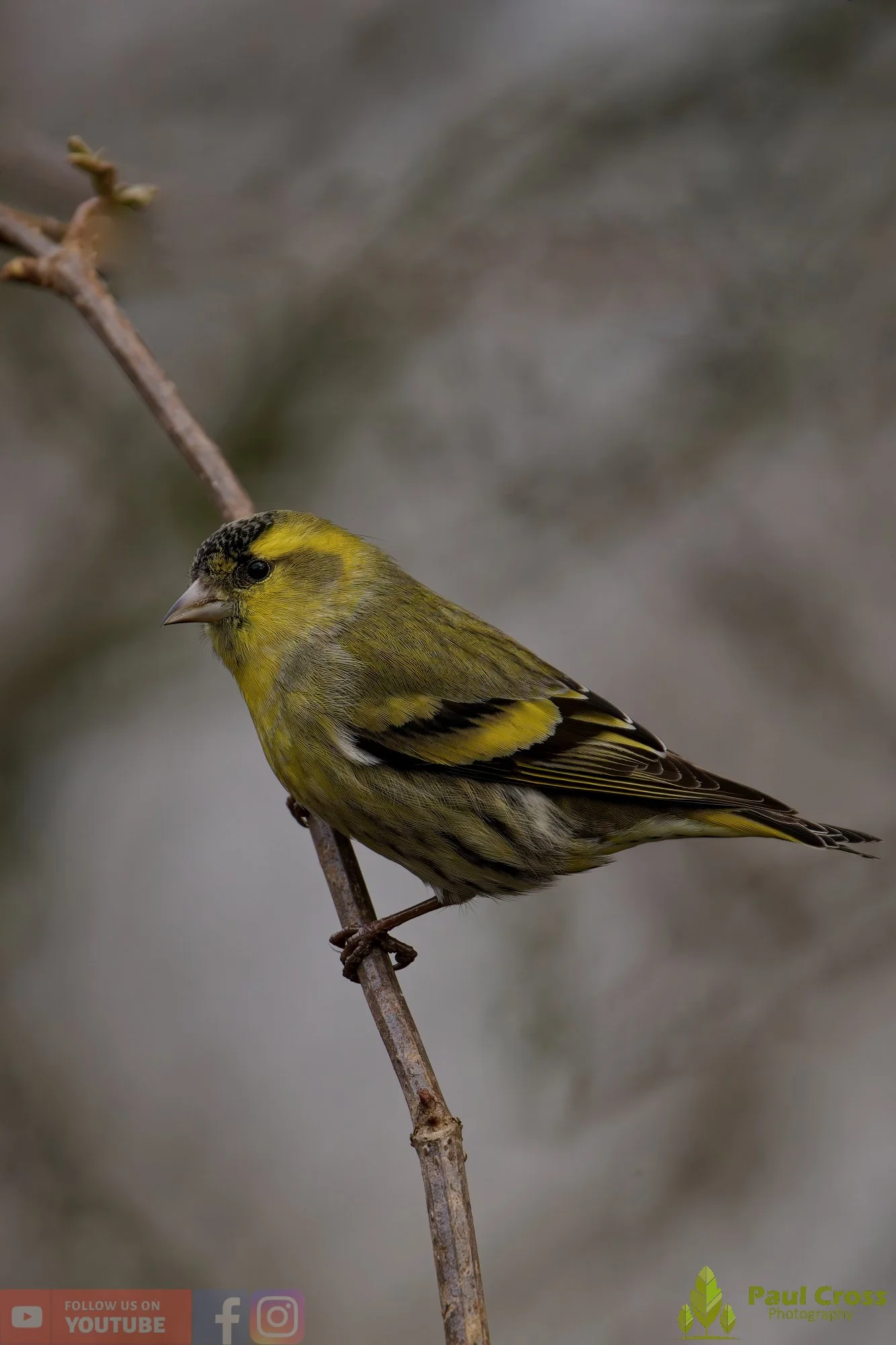 Siskin-00158.jpg