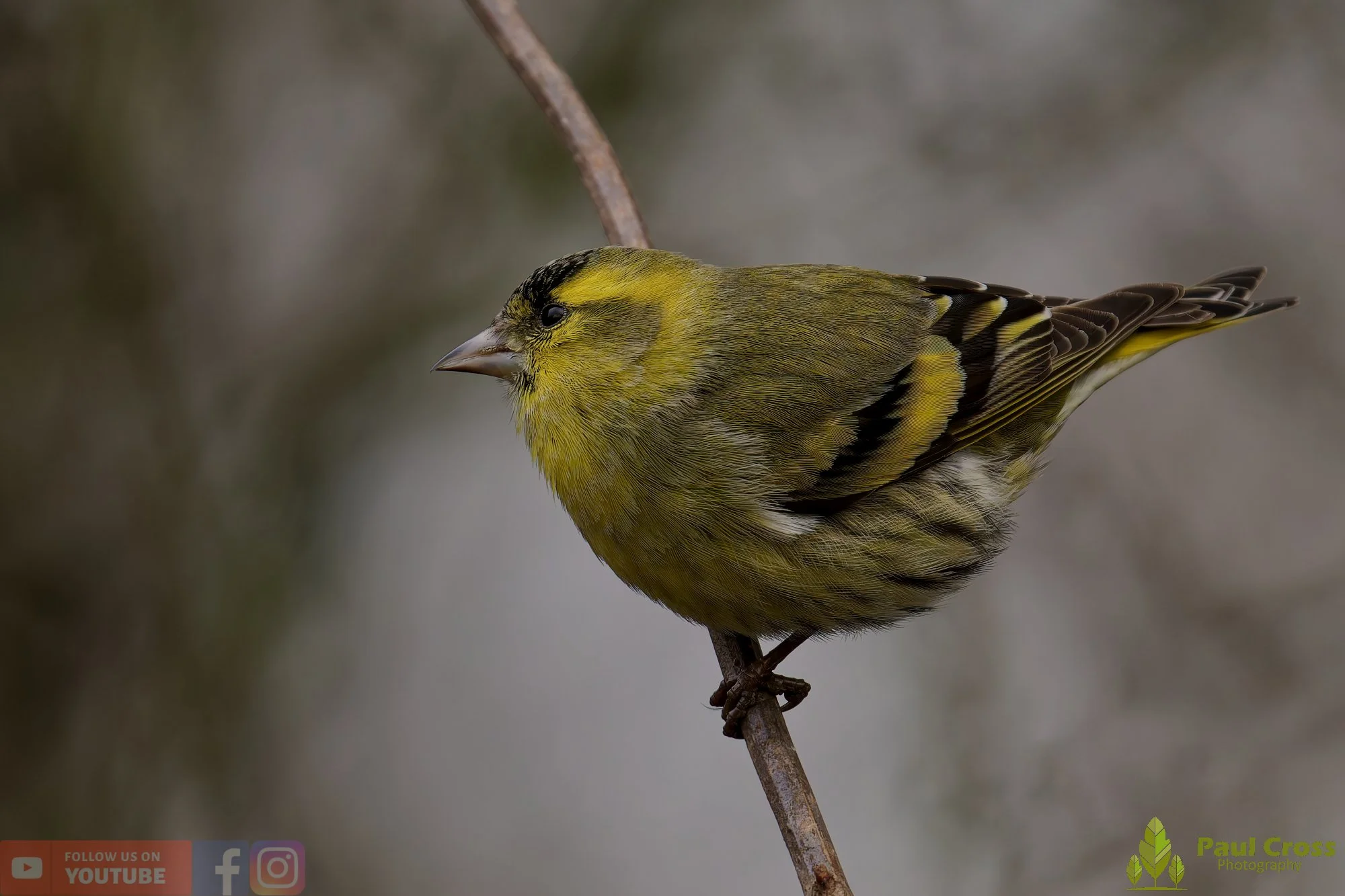 Siskin-00159.jpg