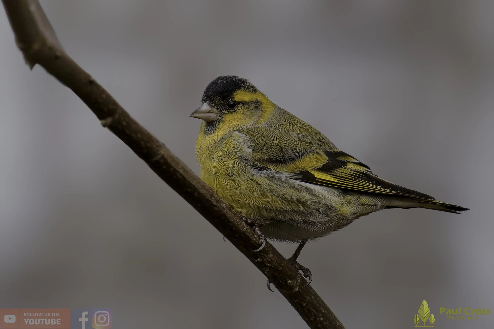 Siskin-00160.jpg