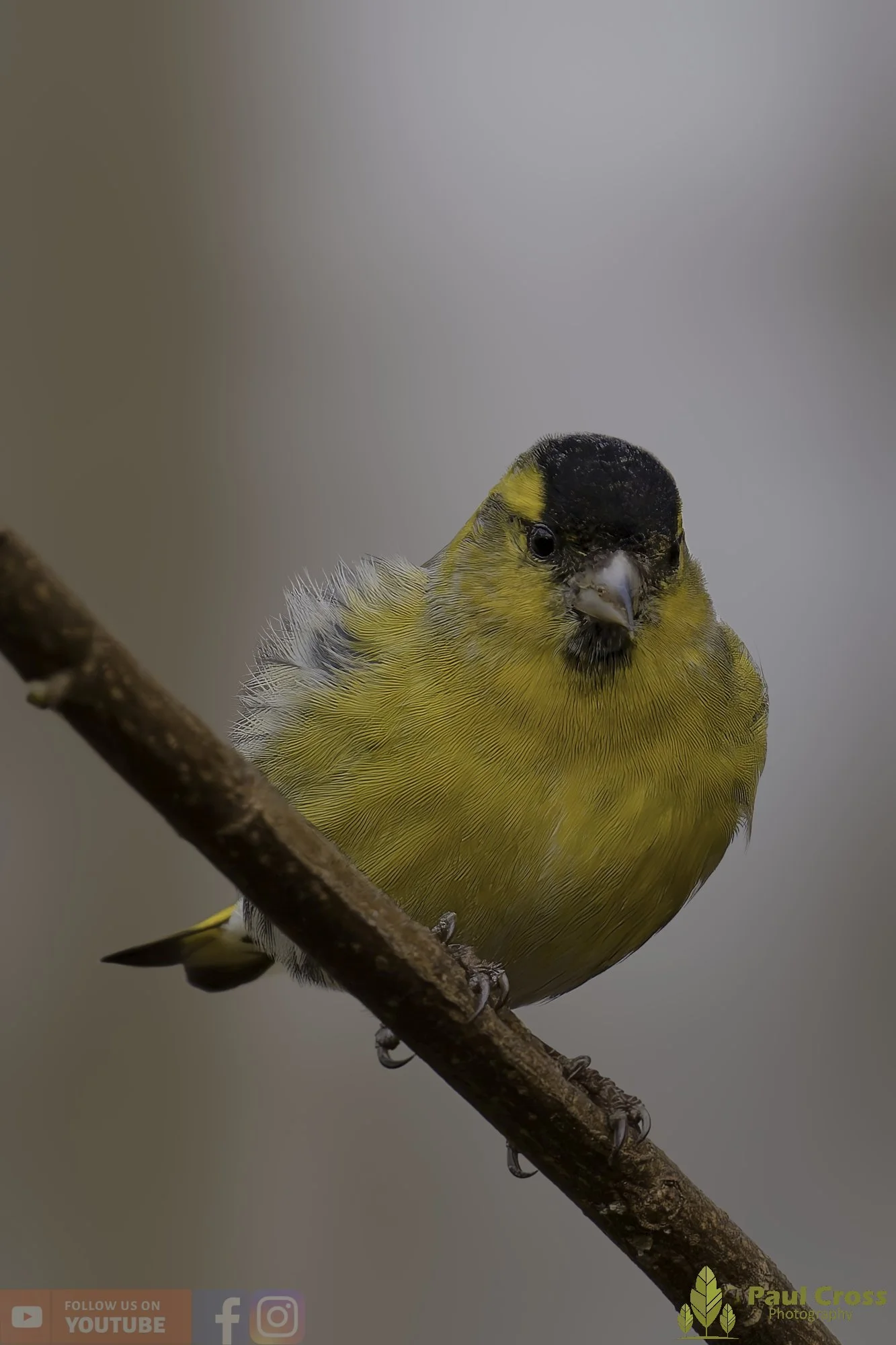 Siskin-00161.jpg