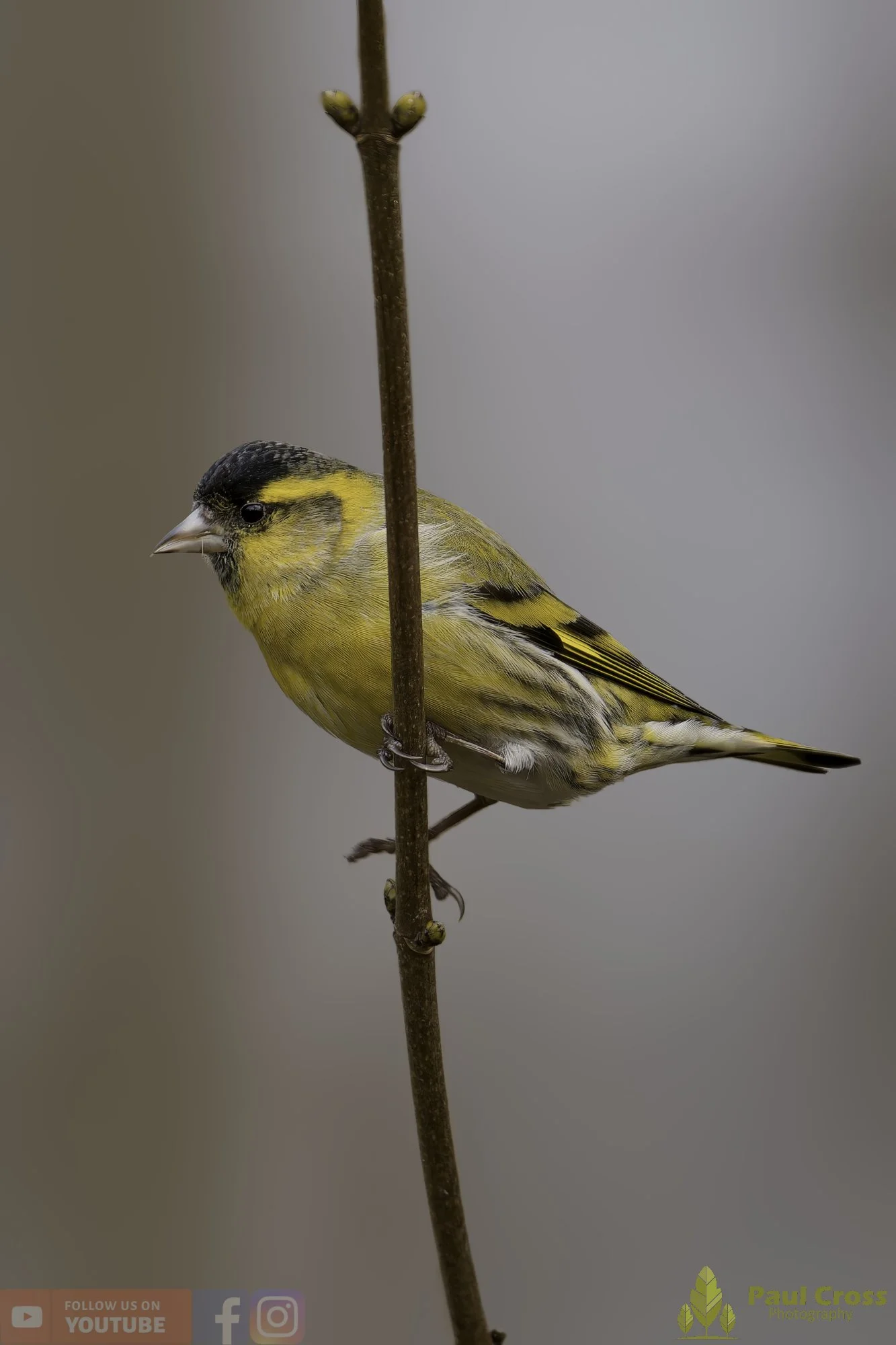 Siskin-00162.jpg