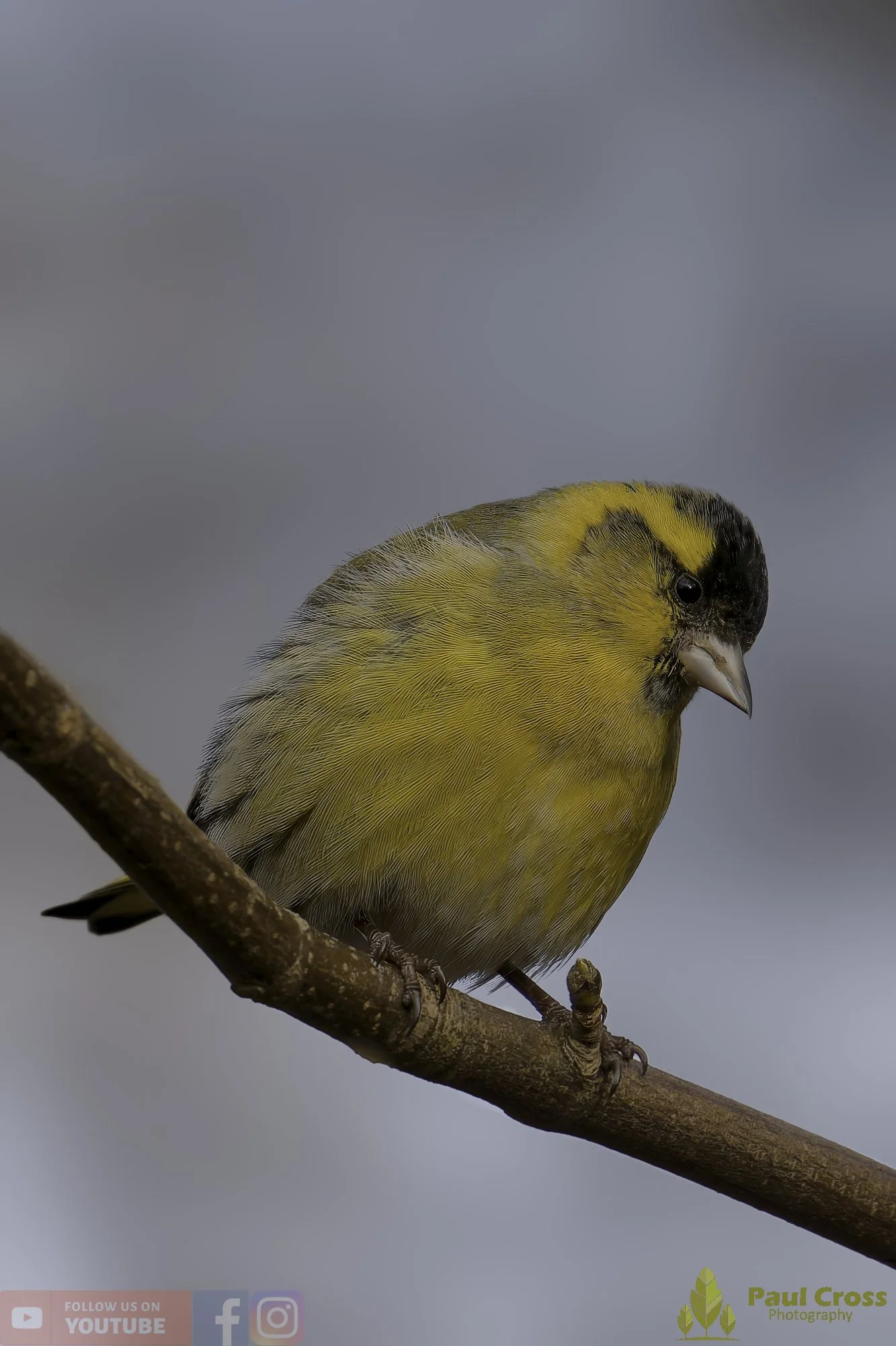 Siskin-00165.jpg
