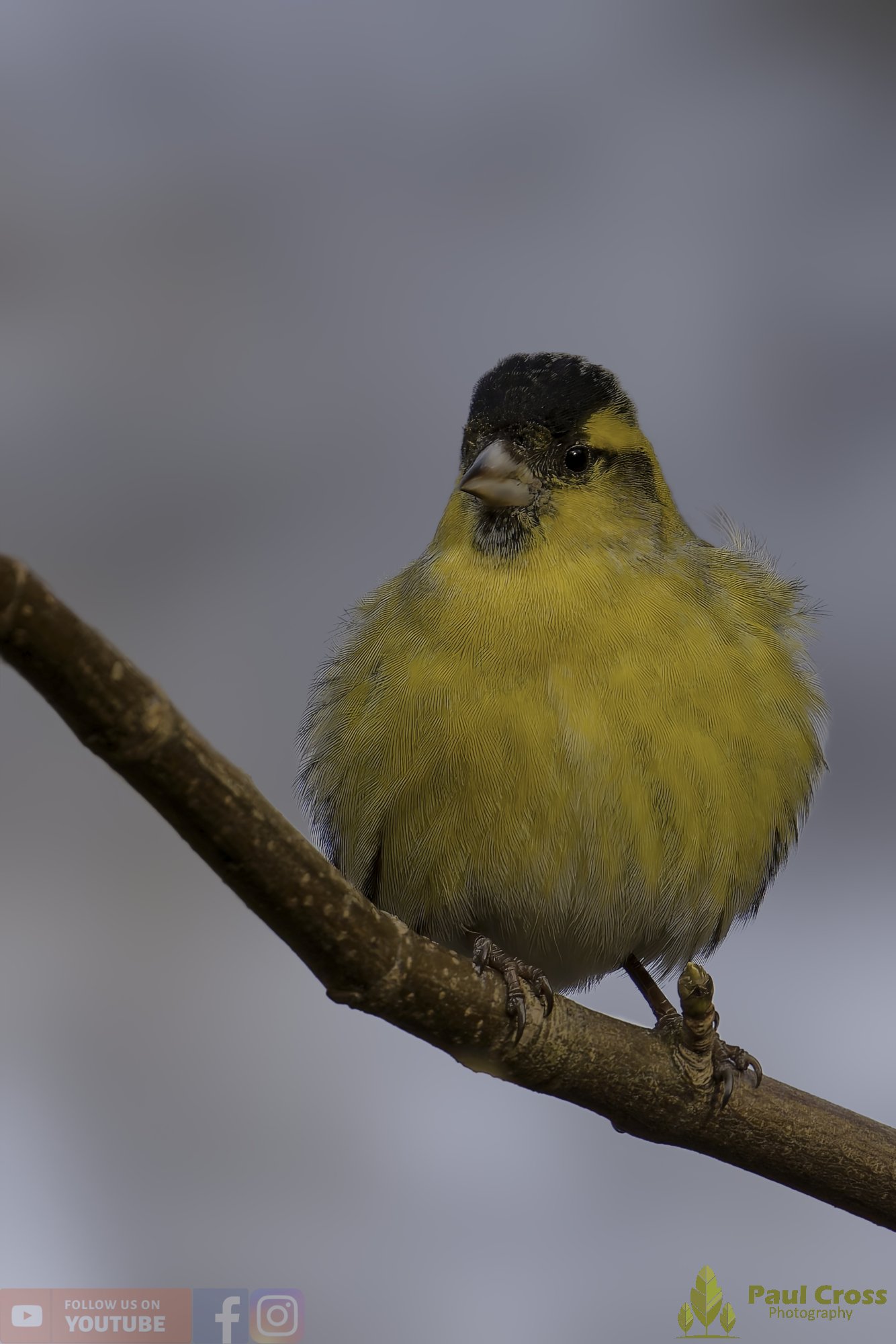 Siskin-00166.jpg