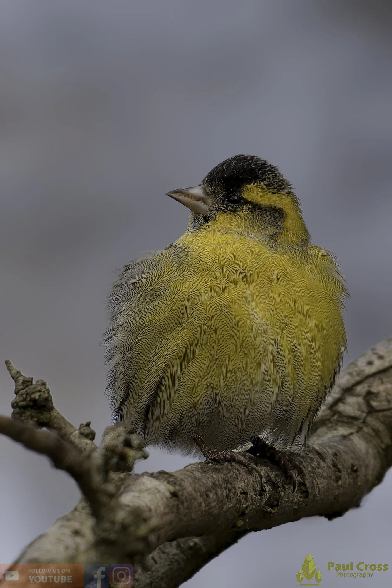 Siskin-00167.jpg