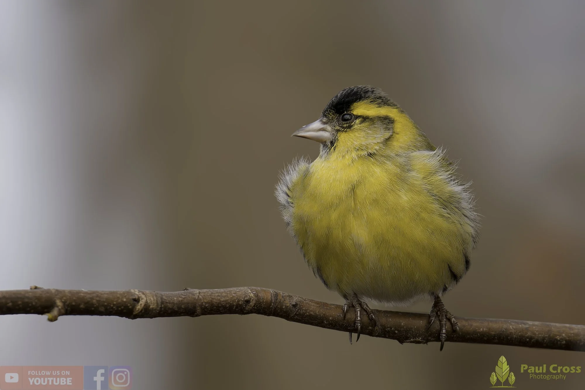 A Winter Gathering of Siskins – Warnham Local Nature Reserve