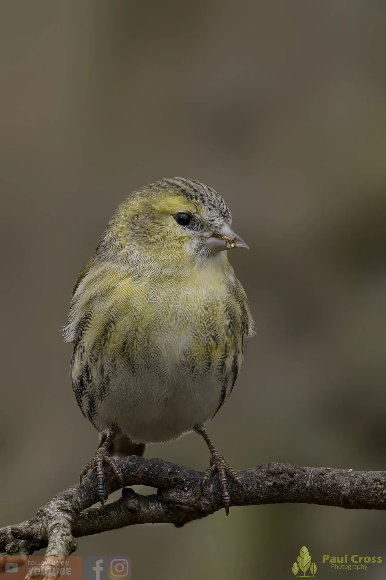 Siskin-00170.jpg