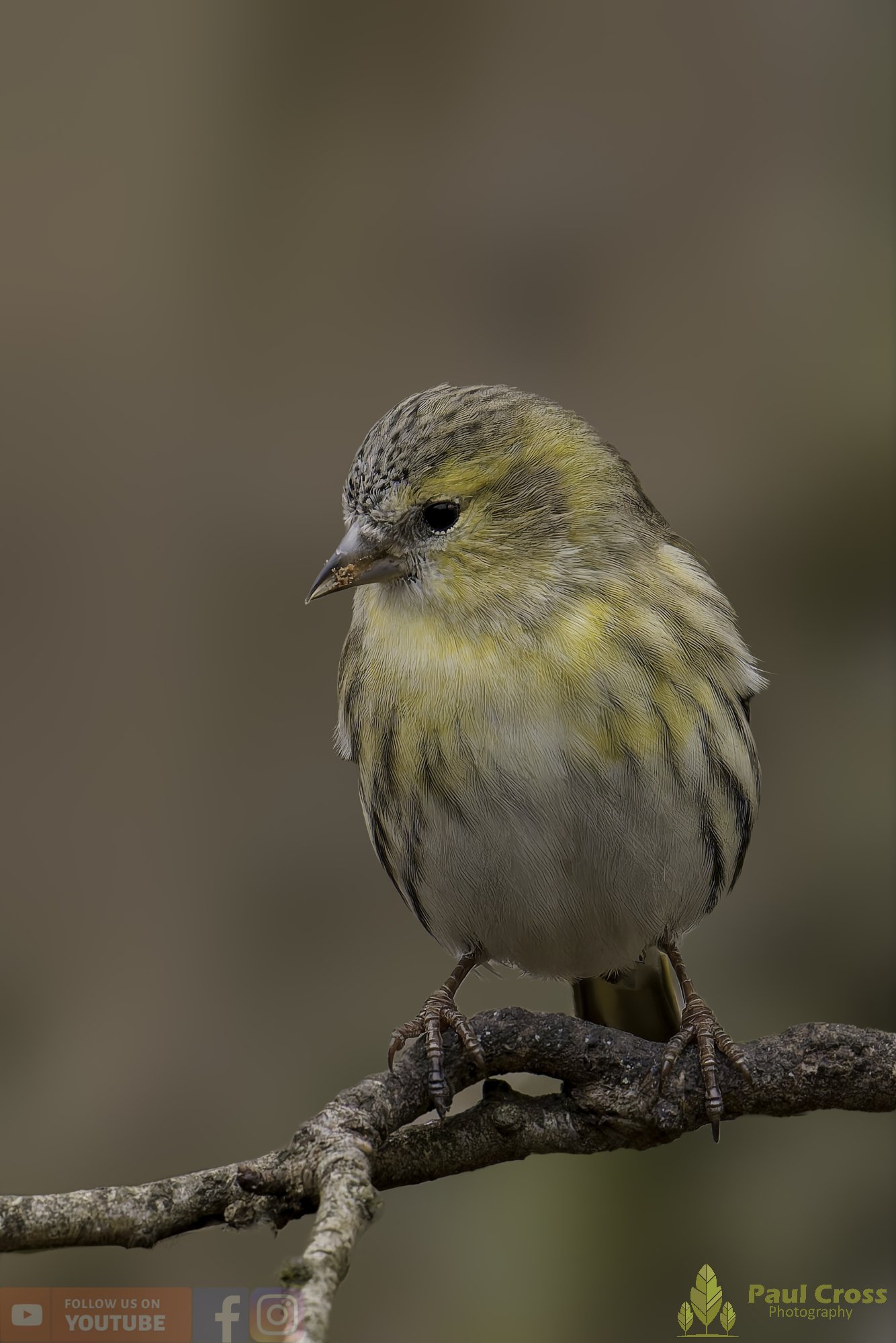 Siskin-00171.jpg