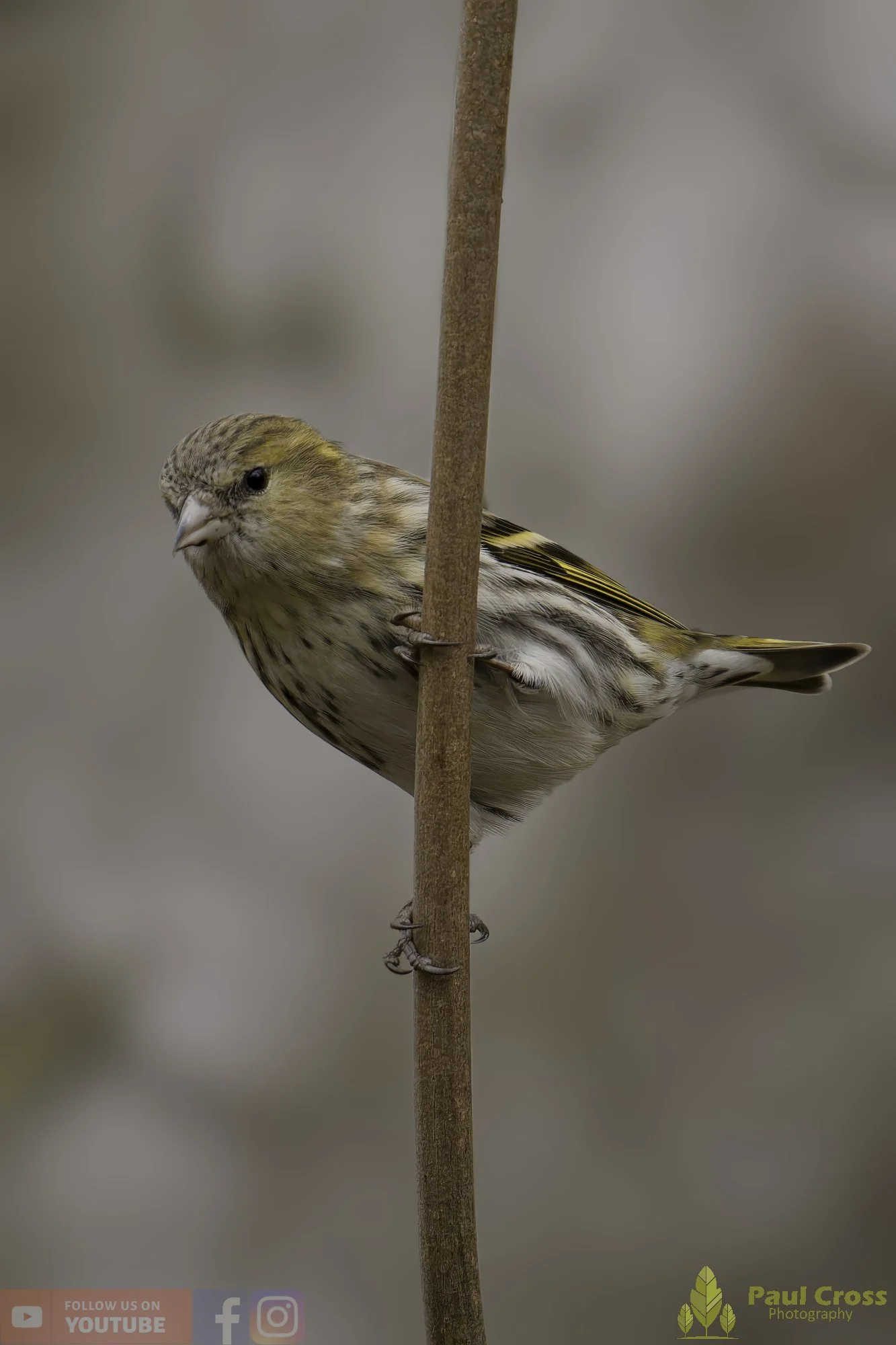 Siskin-00172.jpg