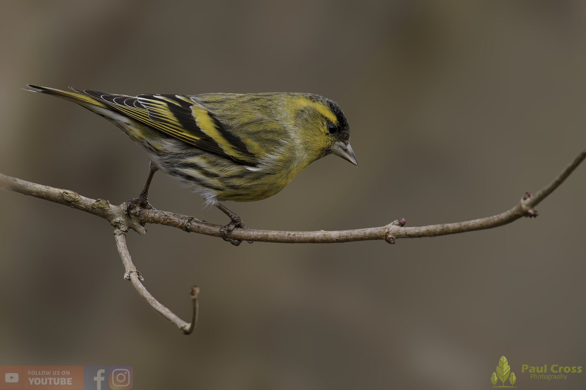 Siskin-00173.jpg