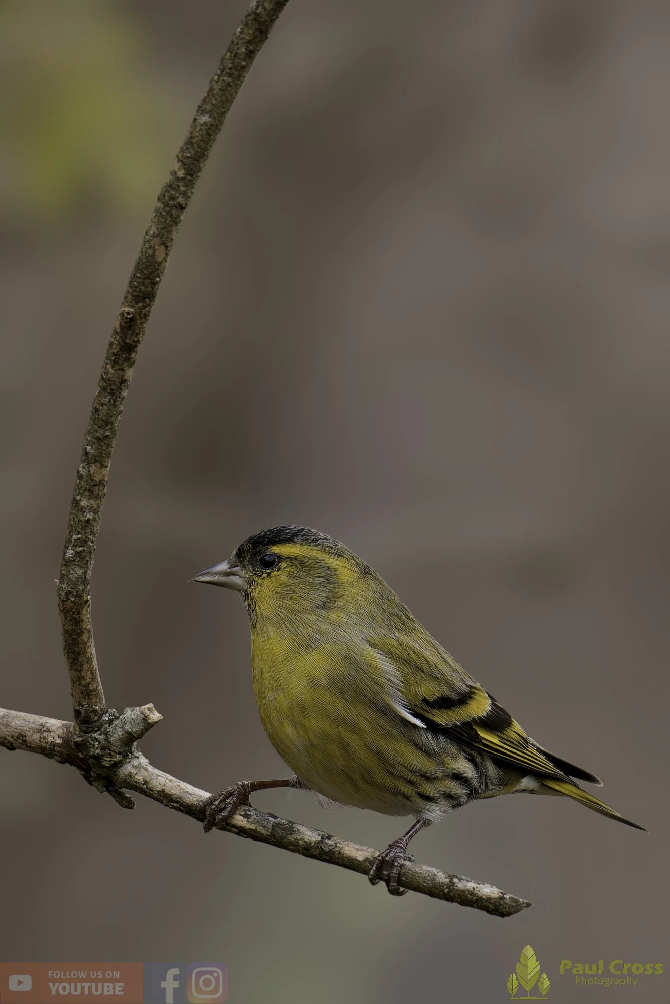 Siskin-00174.jpg