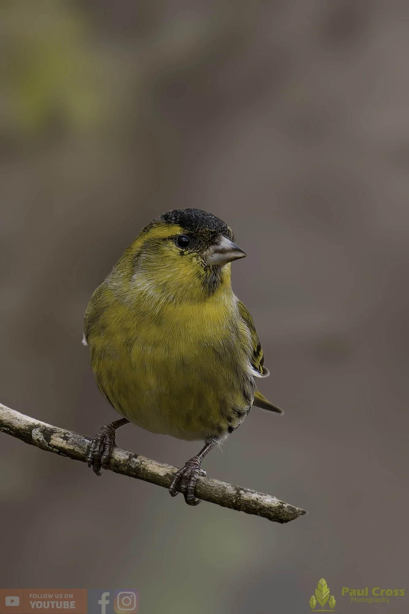 Siskin-00175.jpg