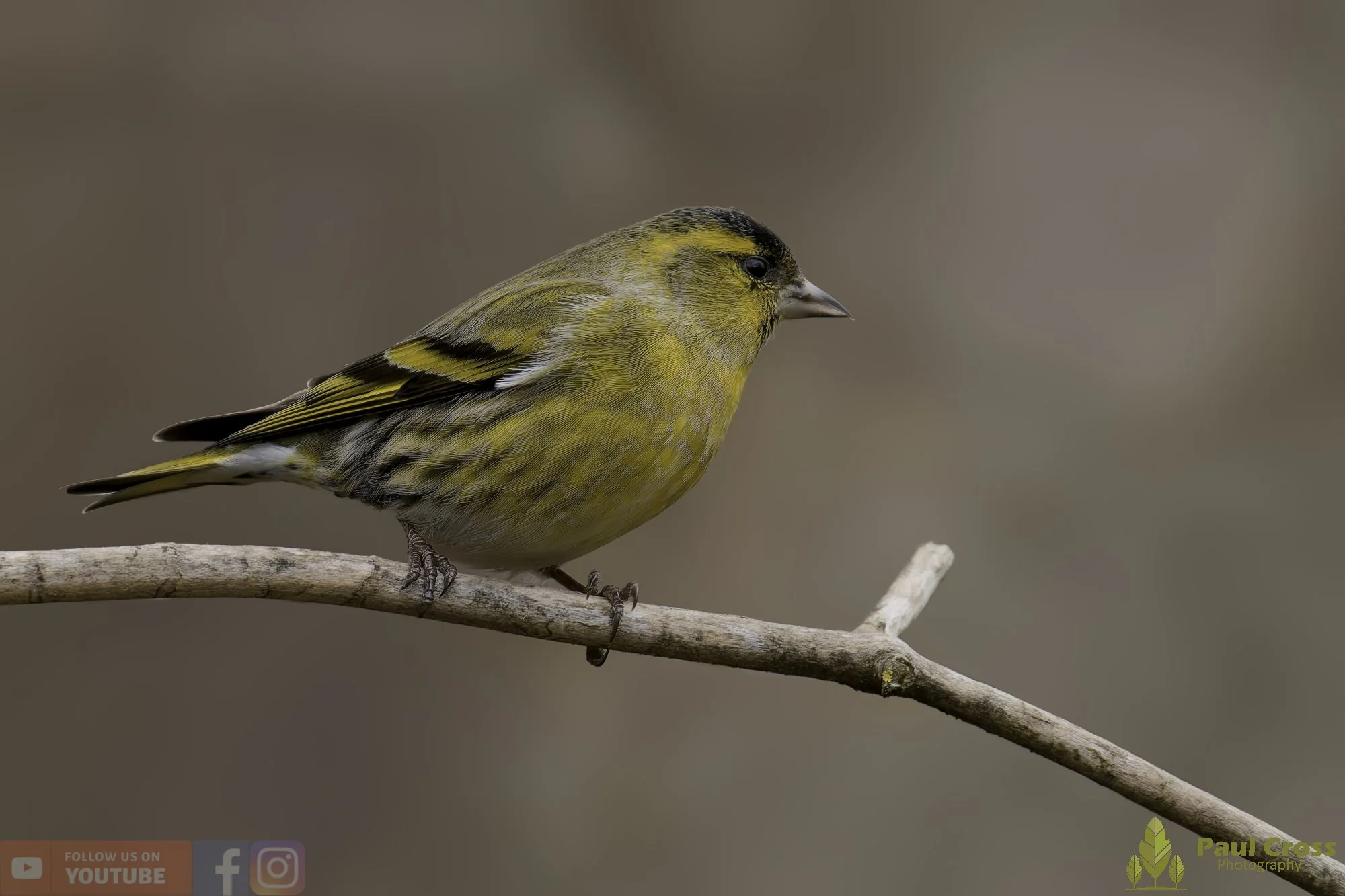 Siskin-00176.jpg