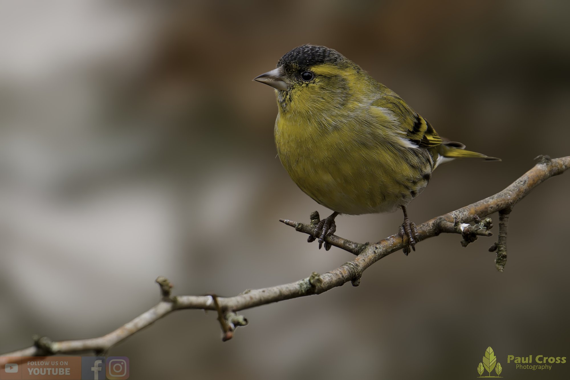 Siskin-00177.jpg