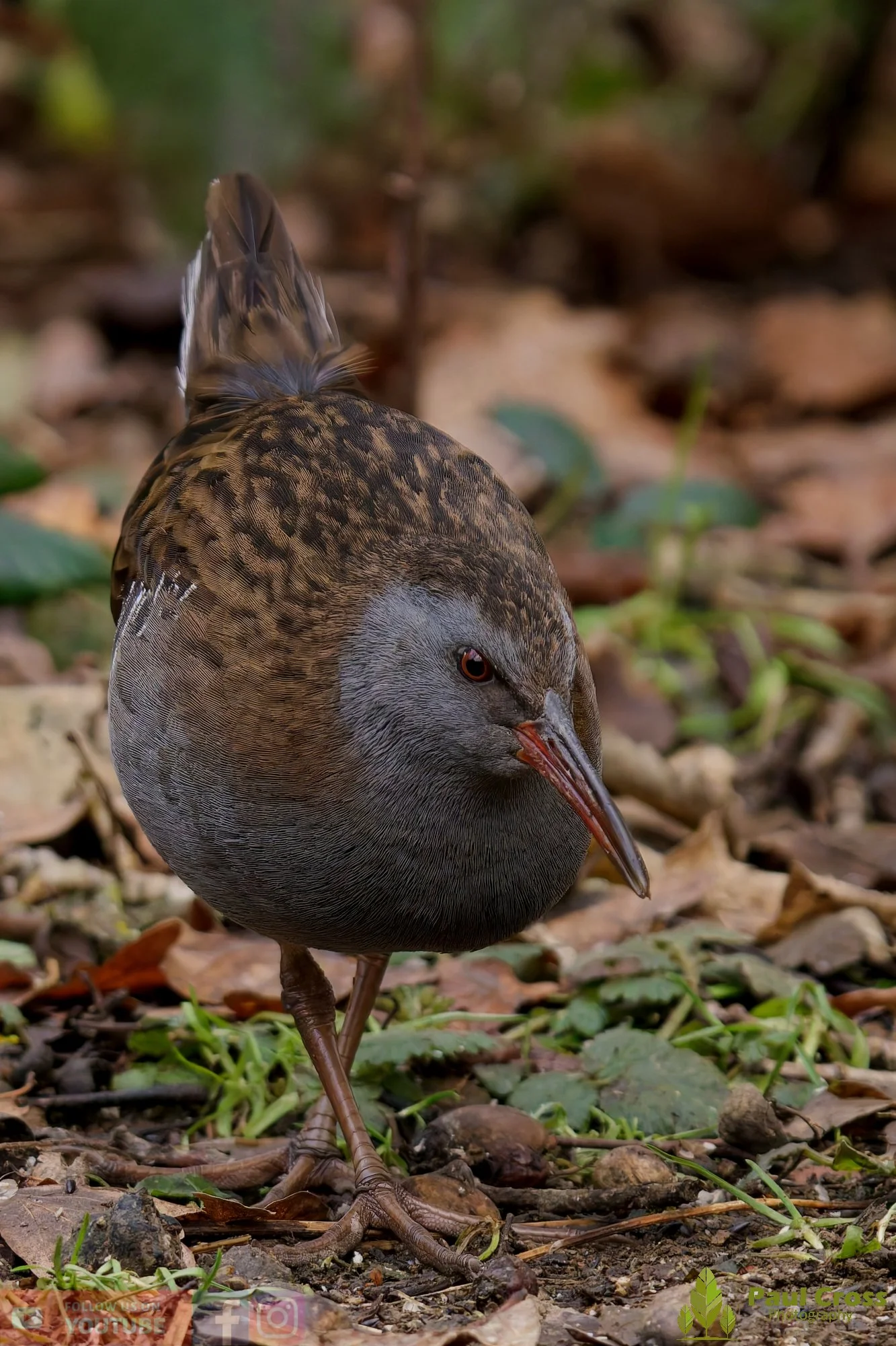 Water Rail-00019.jpg