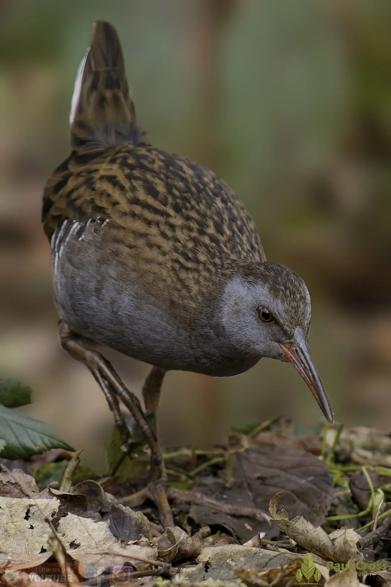 Water Rail-00018.jpg
