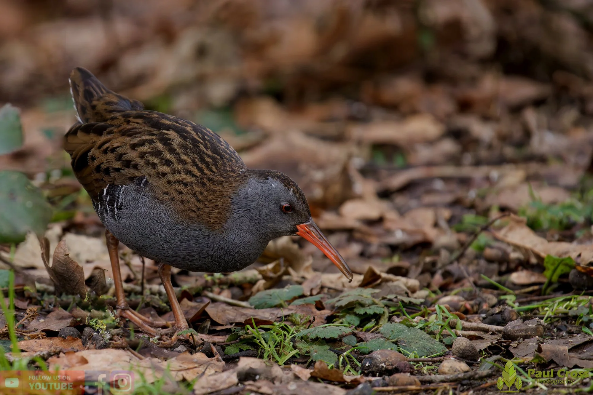 A Rare Glimpse of a Water Rail – Warnham Local Nature Reserve