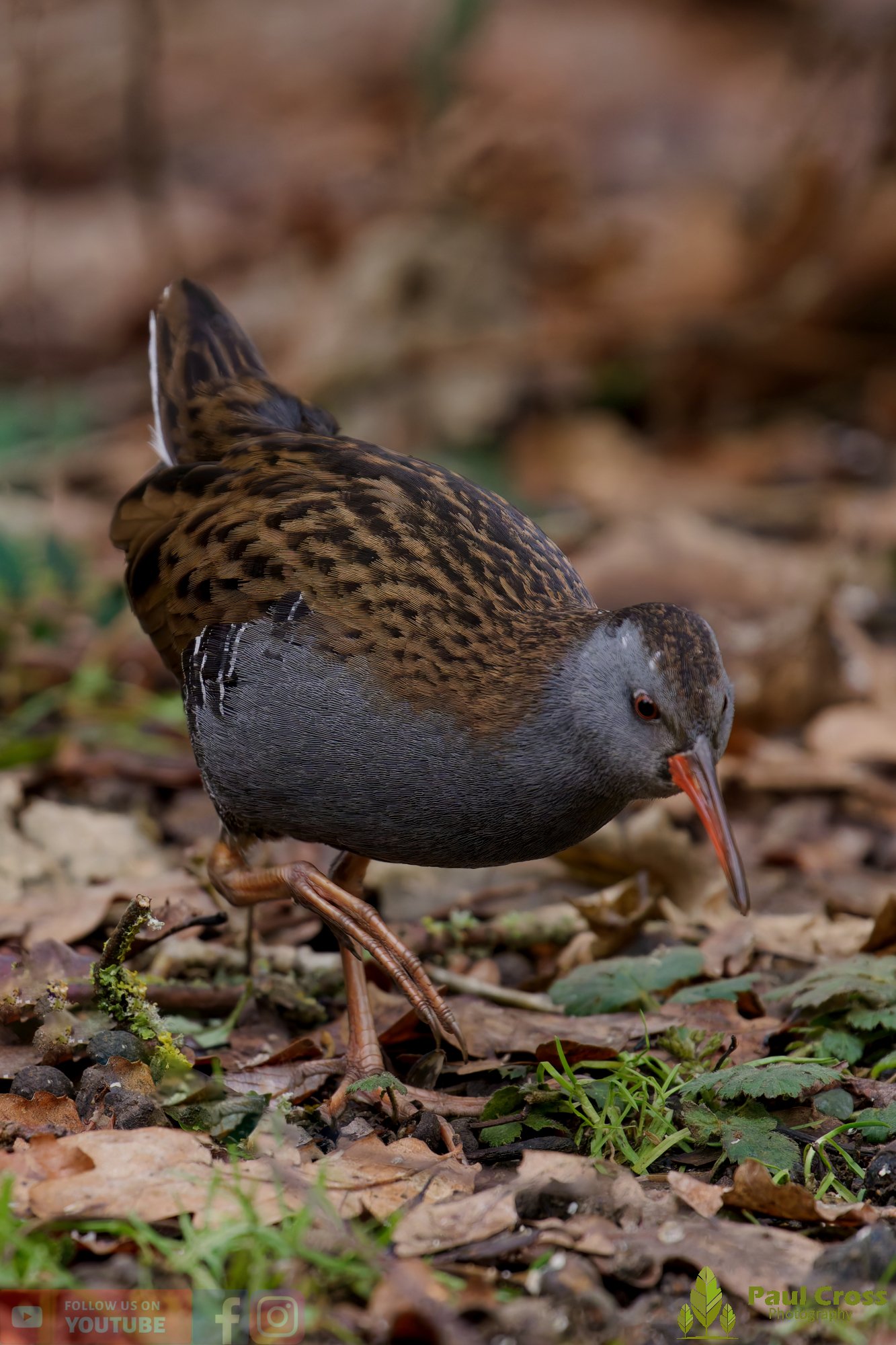 Water Rail-00021.jpg