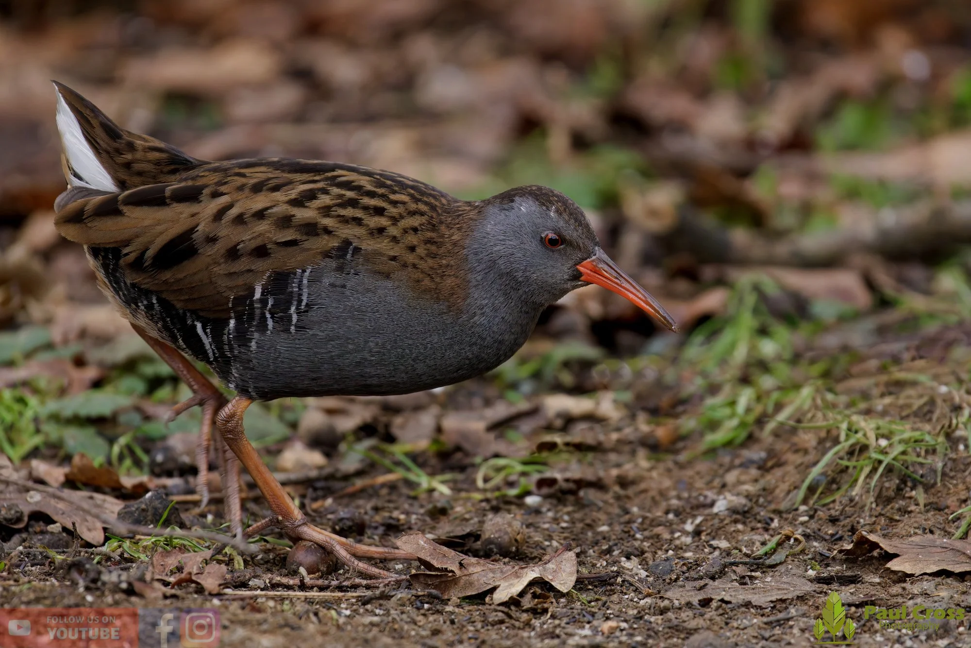 Water Rail-00022.jpg