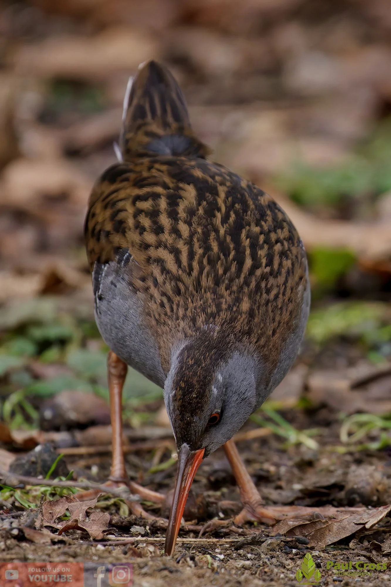 Water Rail-00023.jpg
