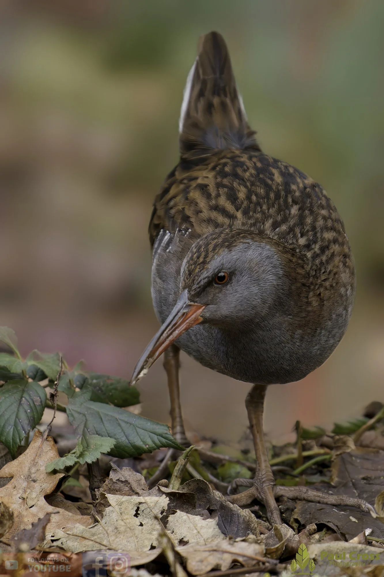 Water Rail-00024.jpg