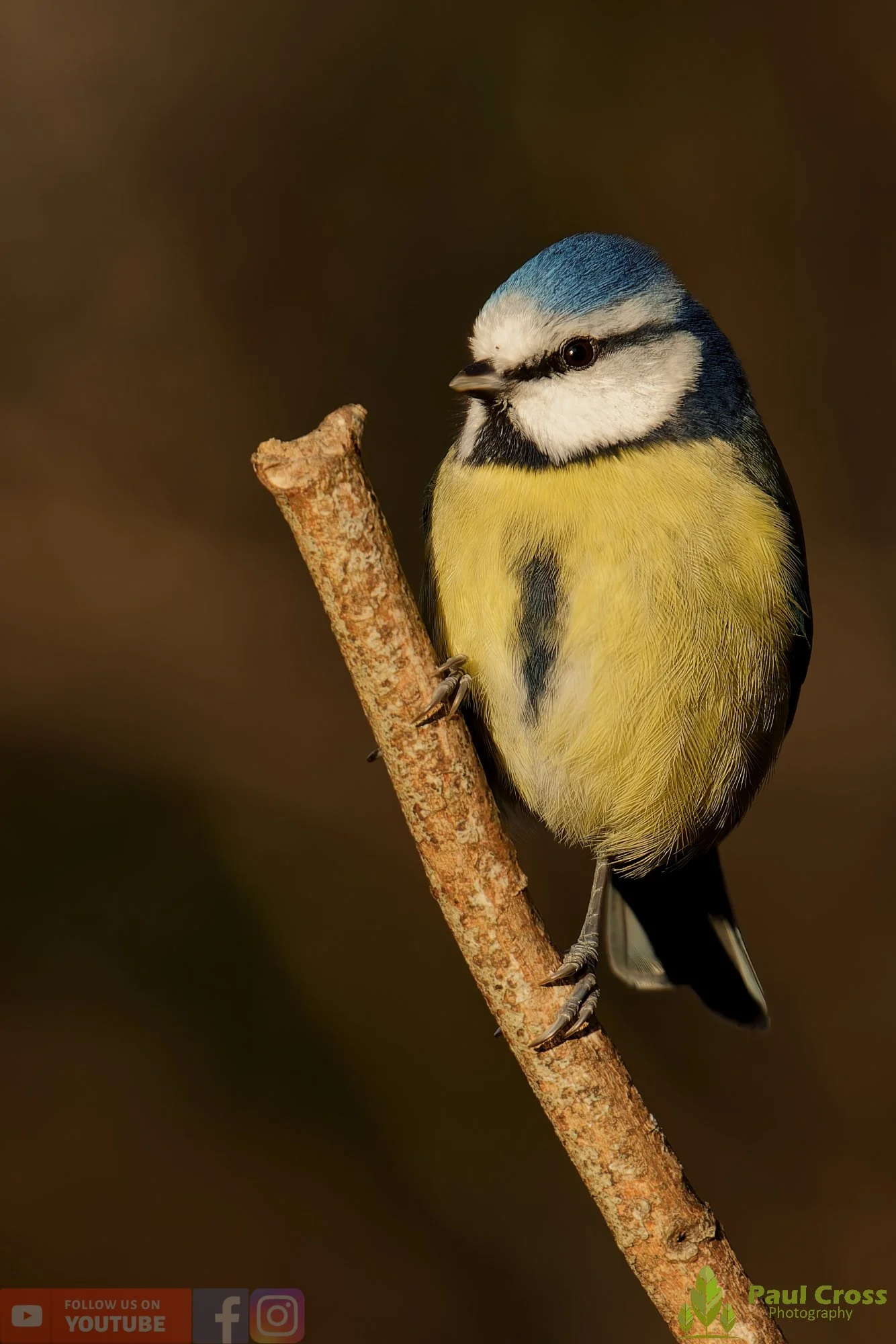 Blue Tit-01068.jpg