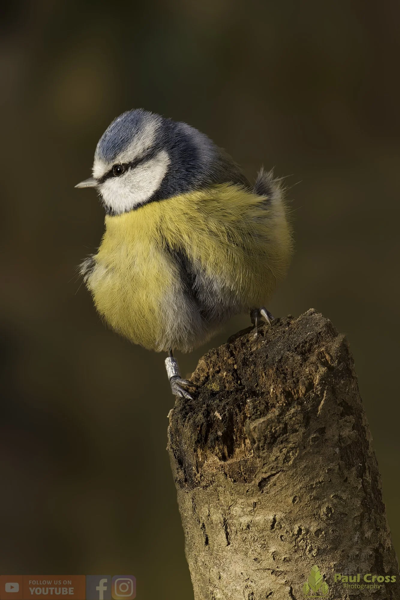 Blue Tit-01070.jpg