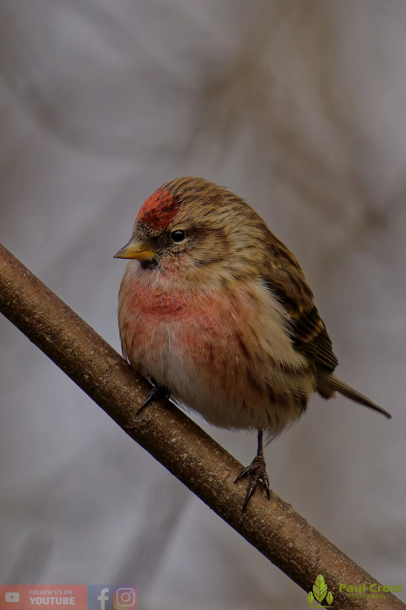 Common Repoll-00177.jpg