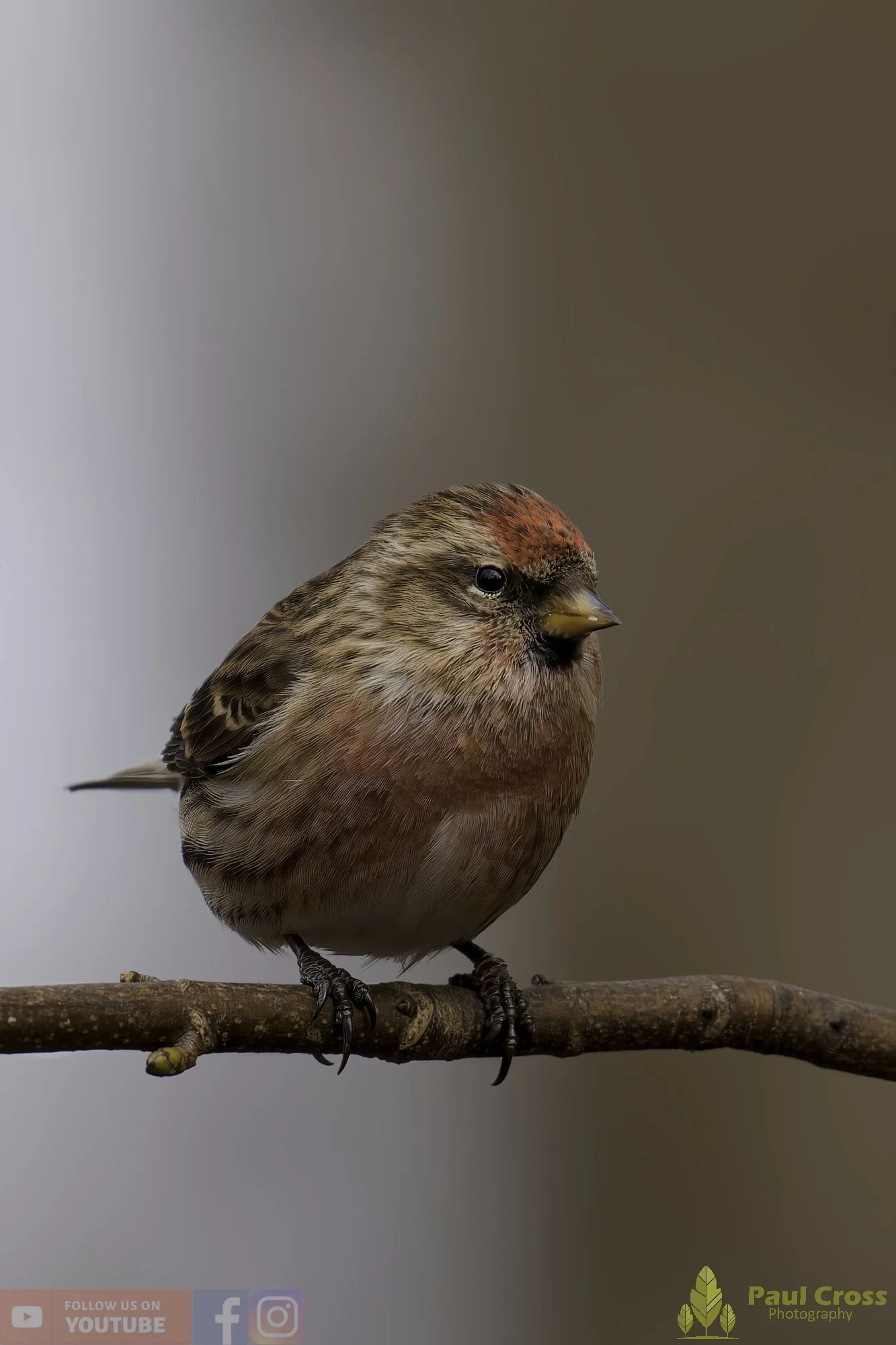 Common Repoll-00179.jpg