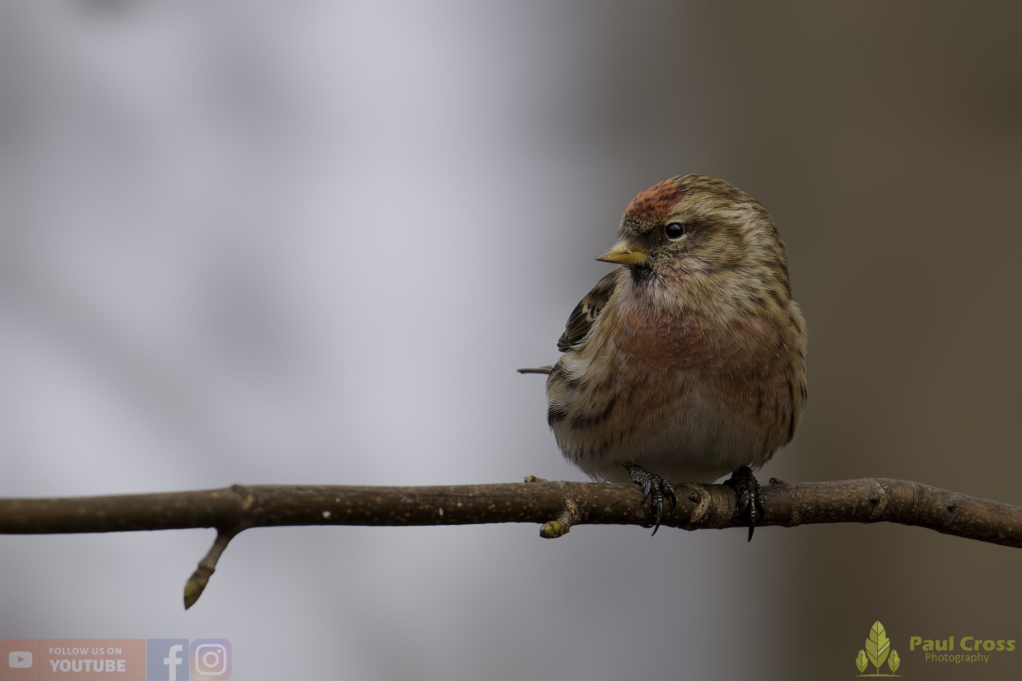 Common Repoll-00180.jpg