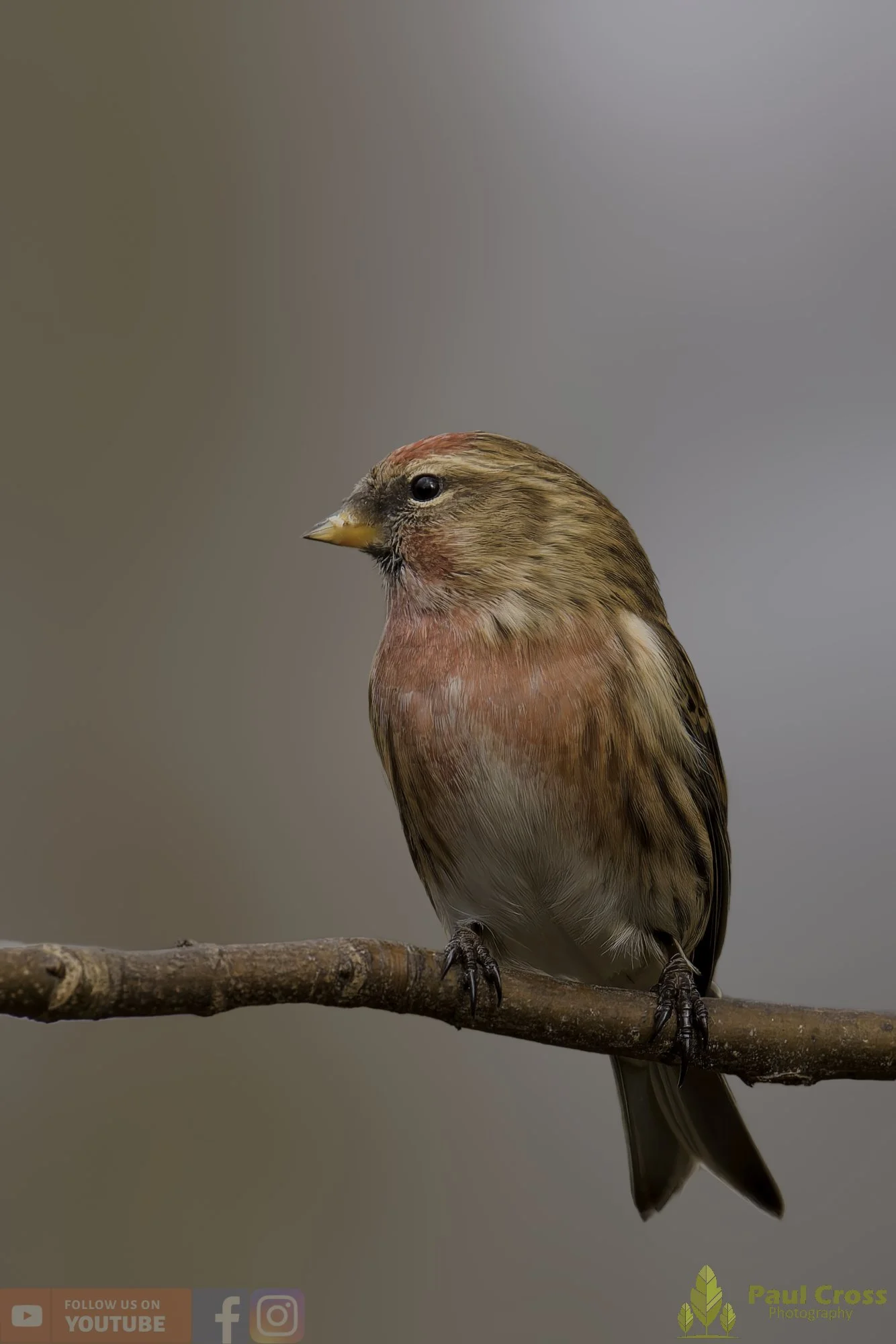 Common Repoll-00182.jpg