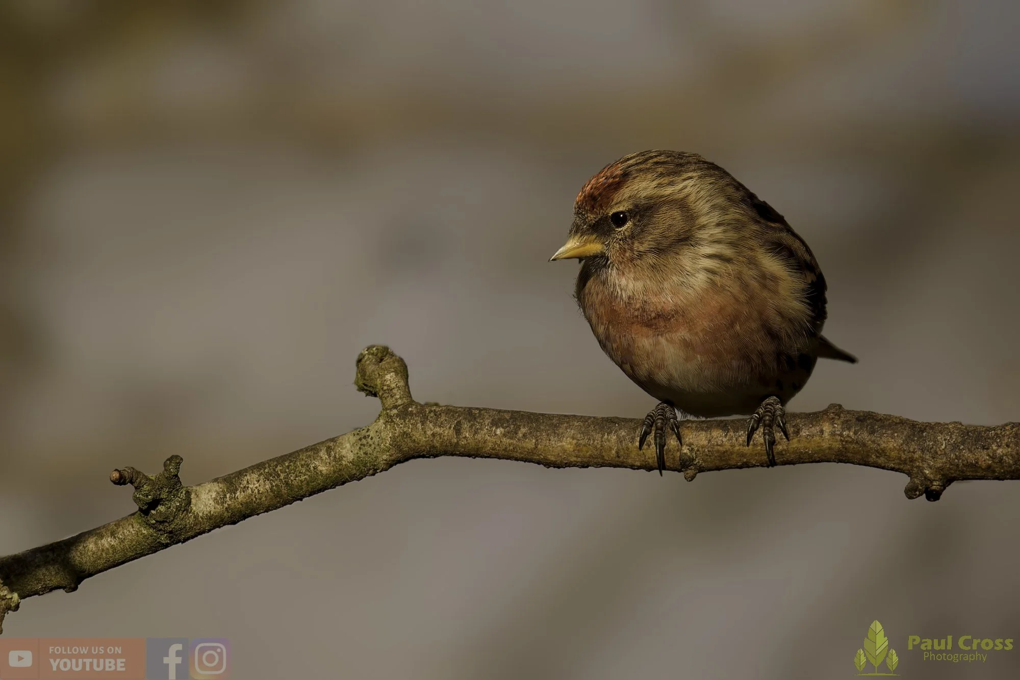 Winter Woodland Activity at Warnham Local Nature Reserve