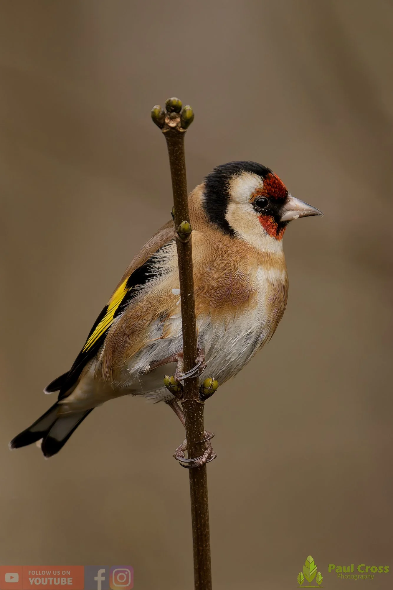 Goldfinch-00293.jpg
