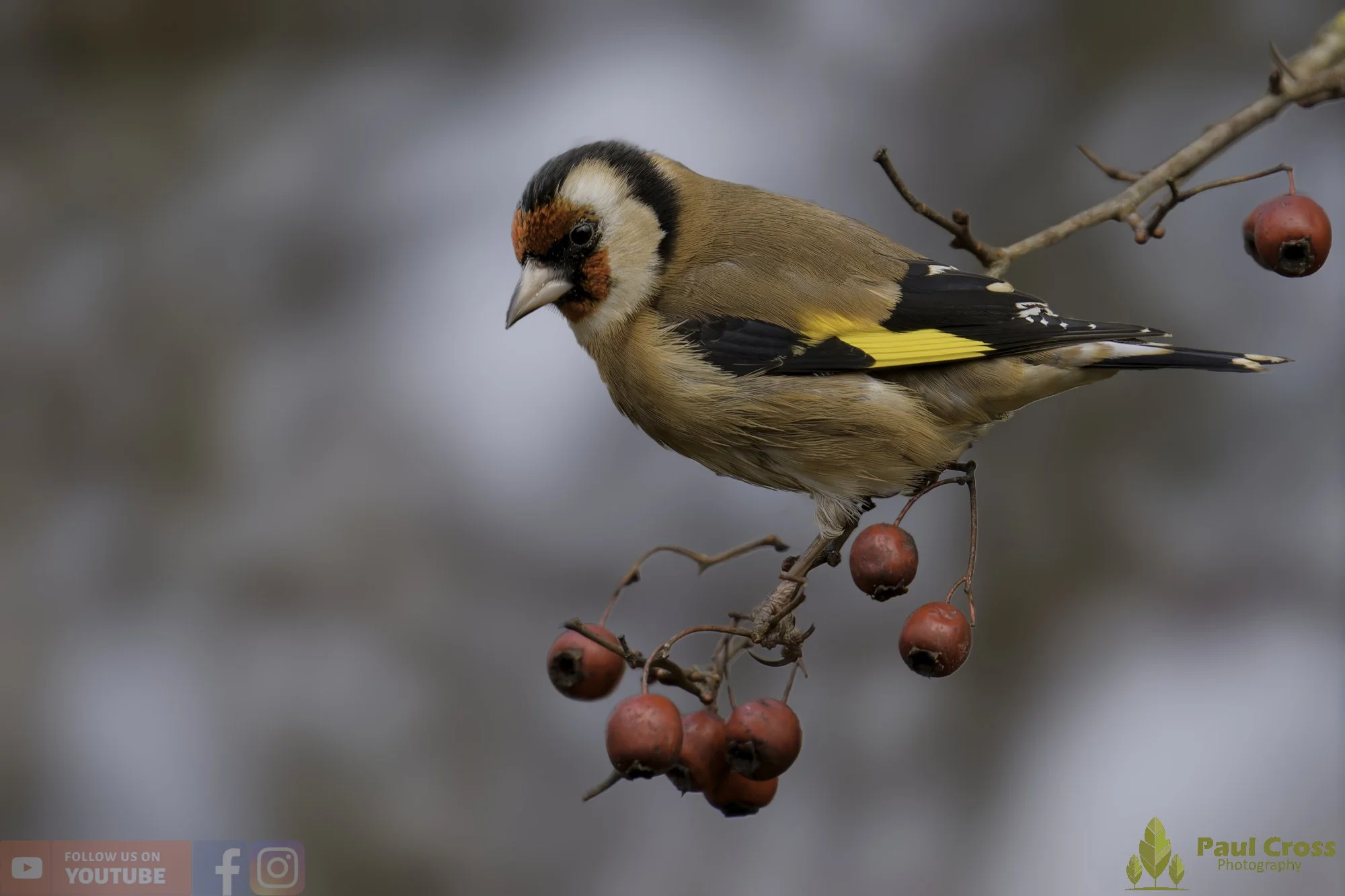 Goldfinch-00294.jpg