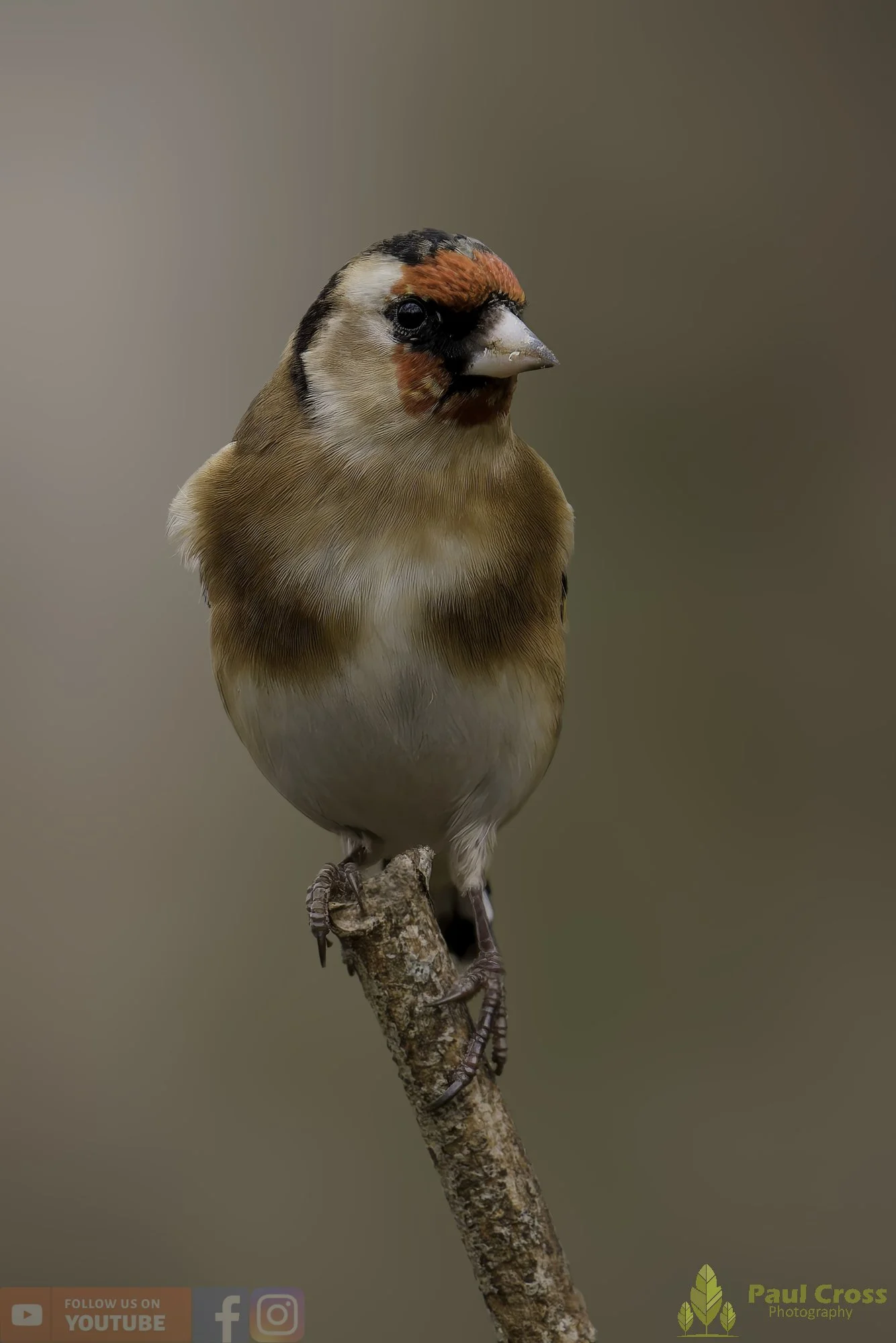 Goldfinch-00297.jpg