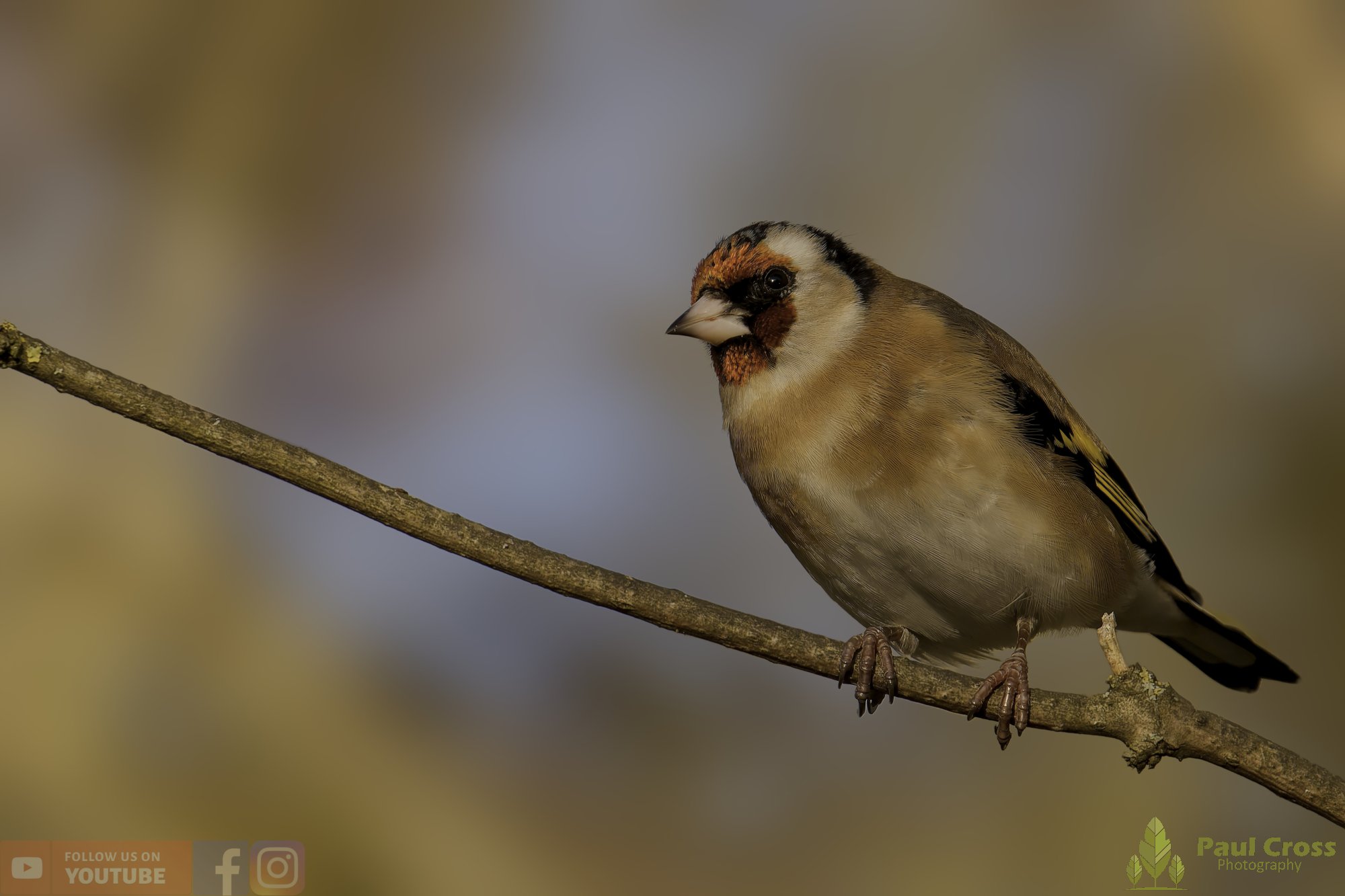 Goldfinch-00298.jpg