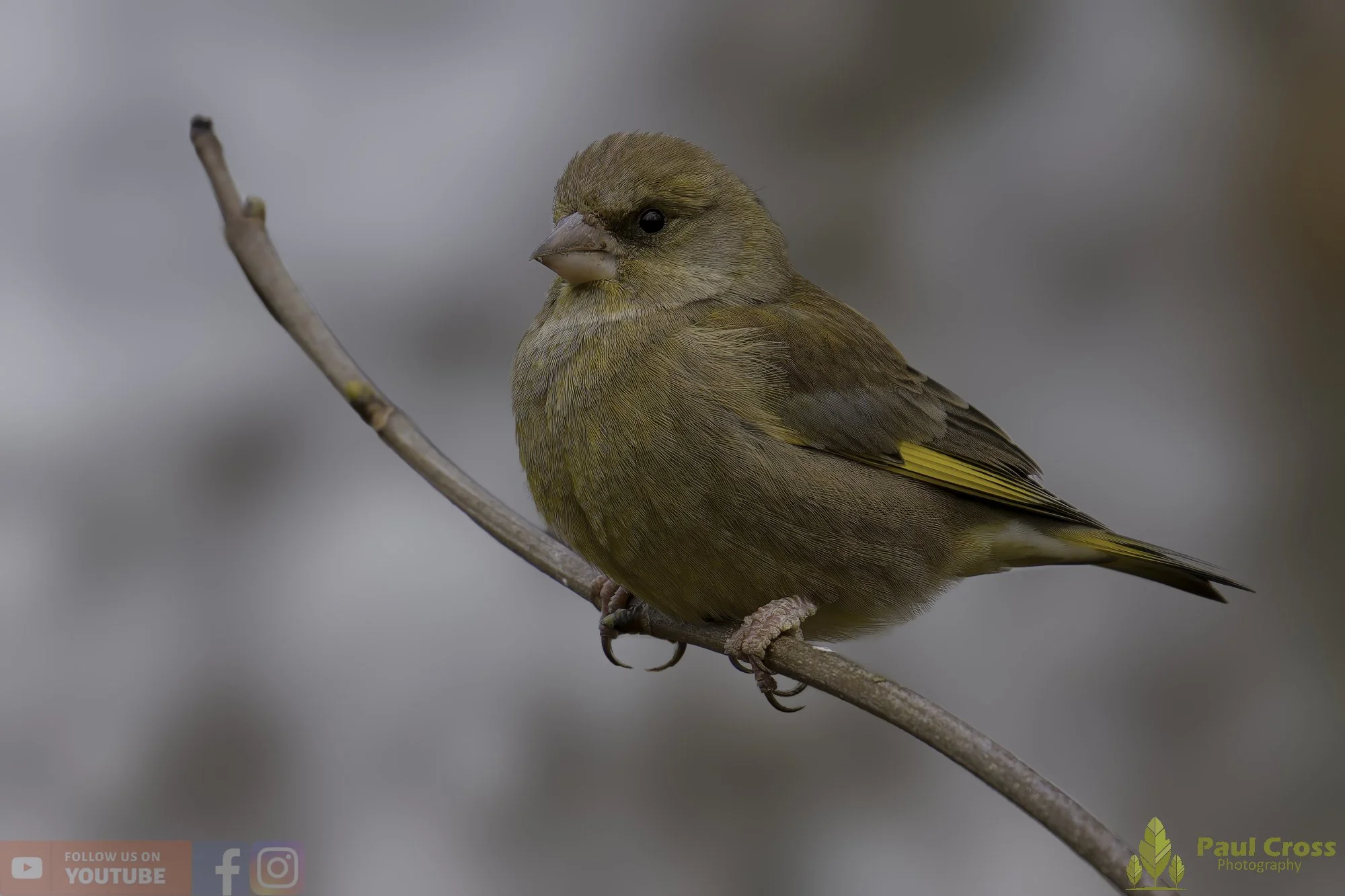 Greenfinch-00108.jpg